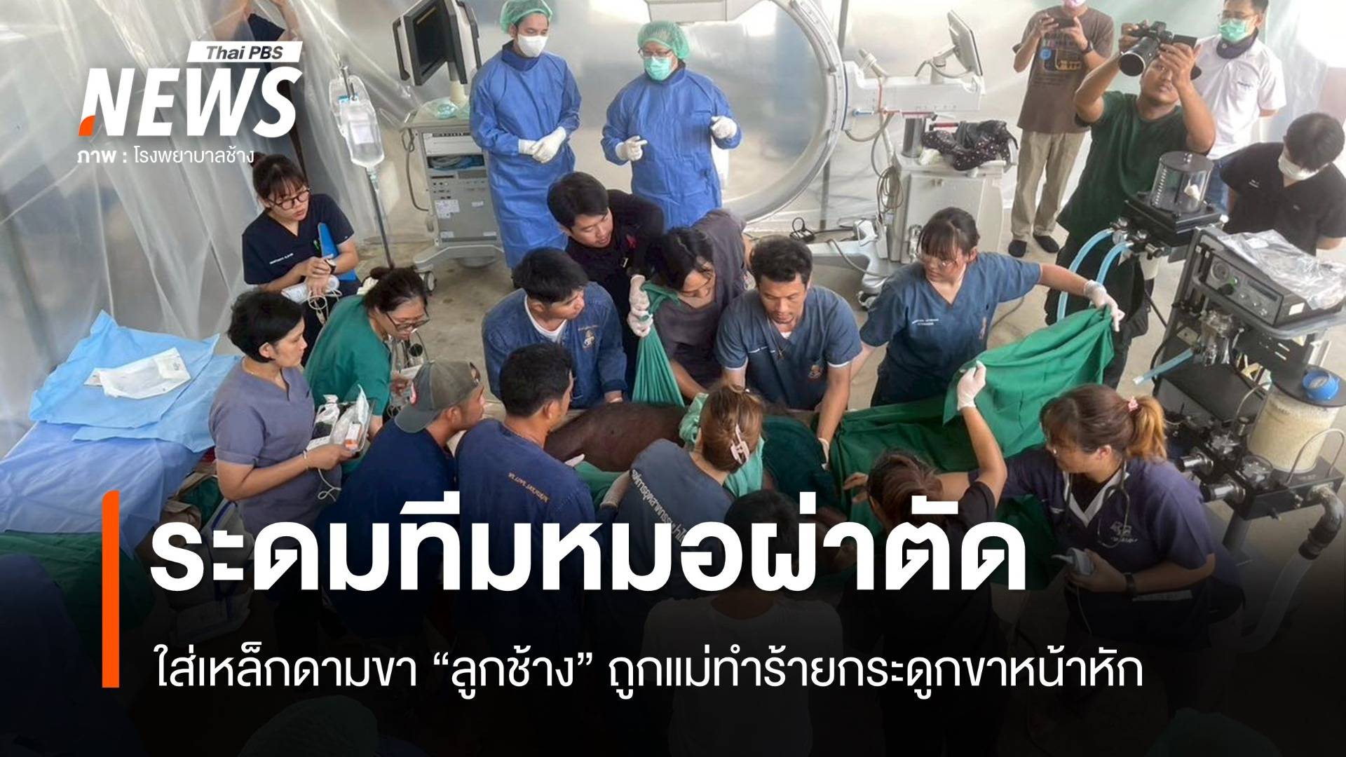 ระดมหมอ ผ่าตัด "ลูกช้าง" ถูกแม่ทำร้ายจนกระดูกขาหน้าหัก