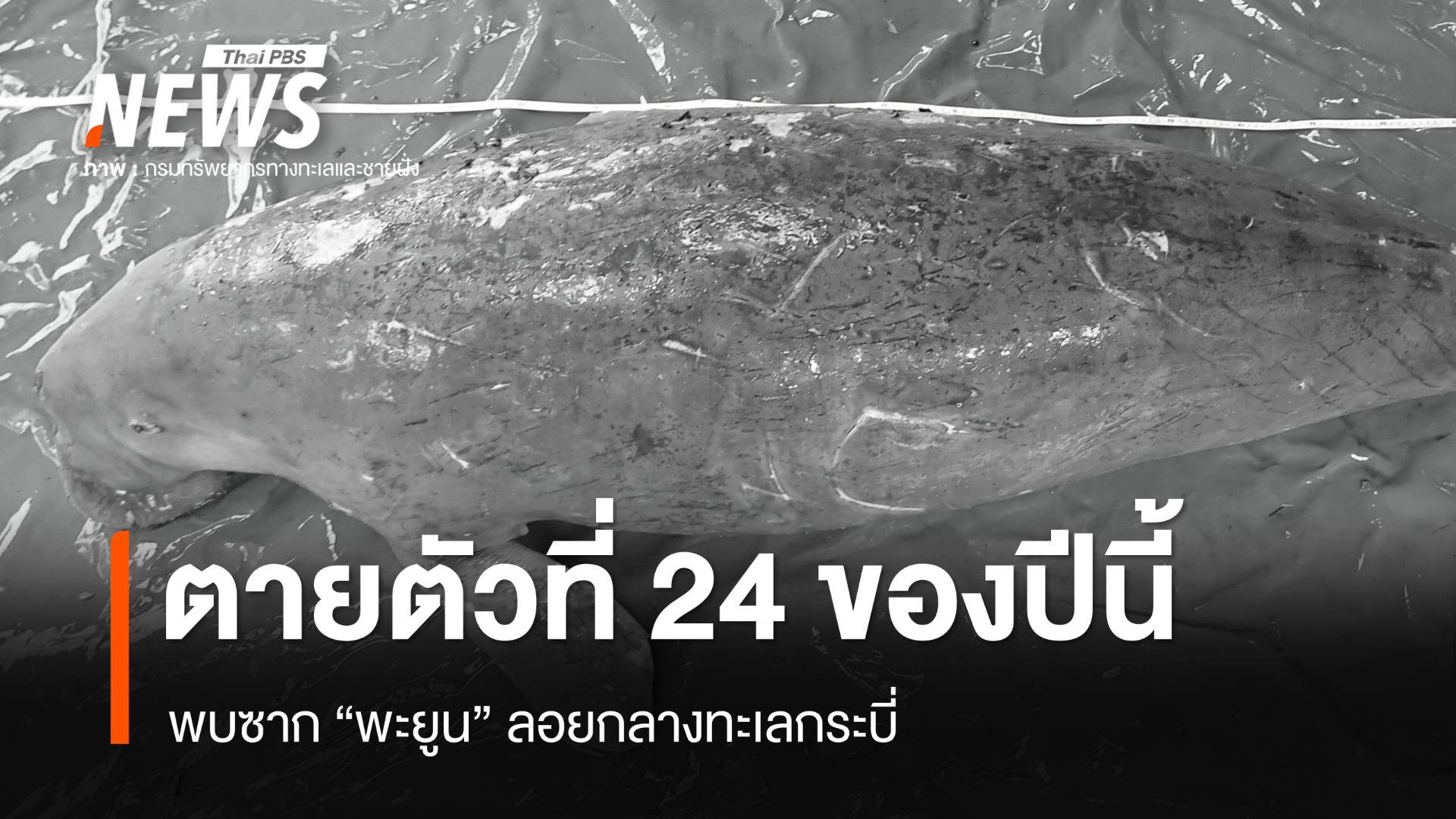 ปี 68 ตายแล้ว 24 ตัว พบซาก "พะยูน" ลอยกลางทะเลกระบี่ 