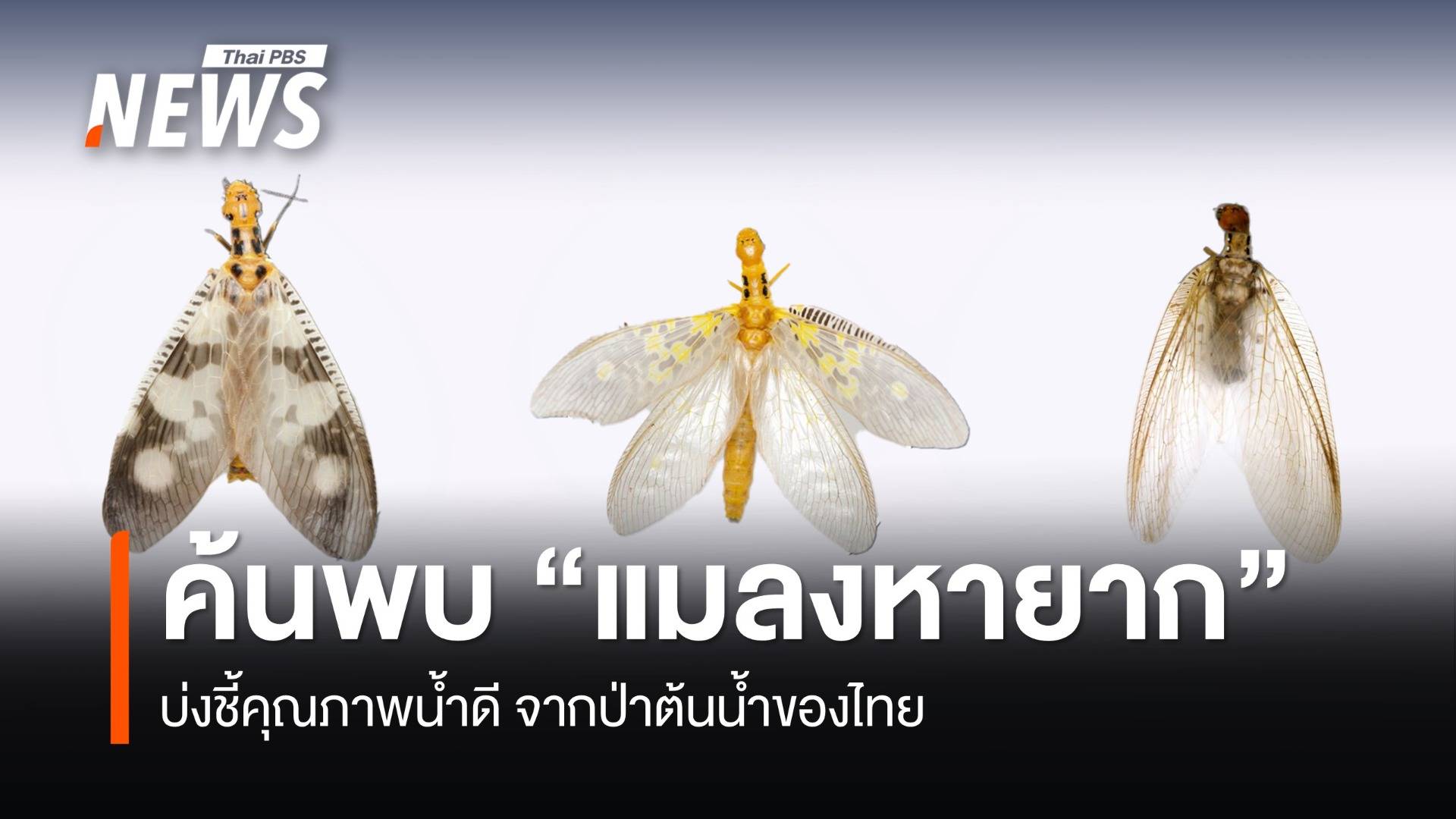 ค้นพบ "แมลงช้างกรามโต" 3 ชนิด จากภาคเหนือของไทยครั้งแรก 