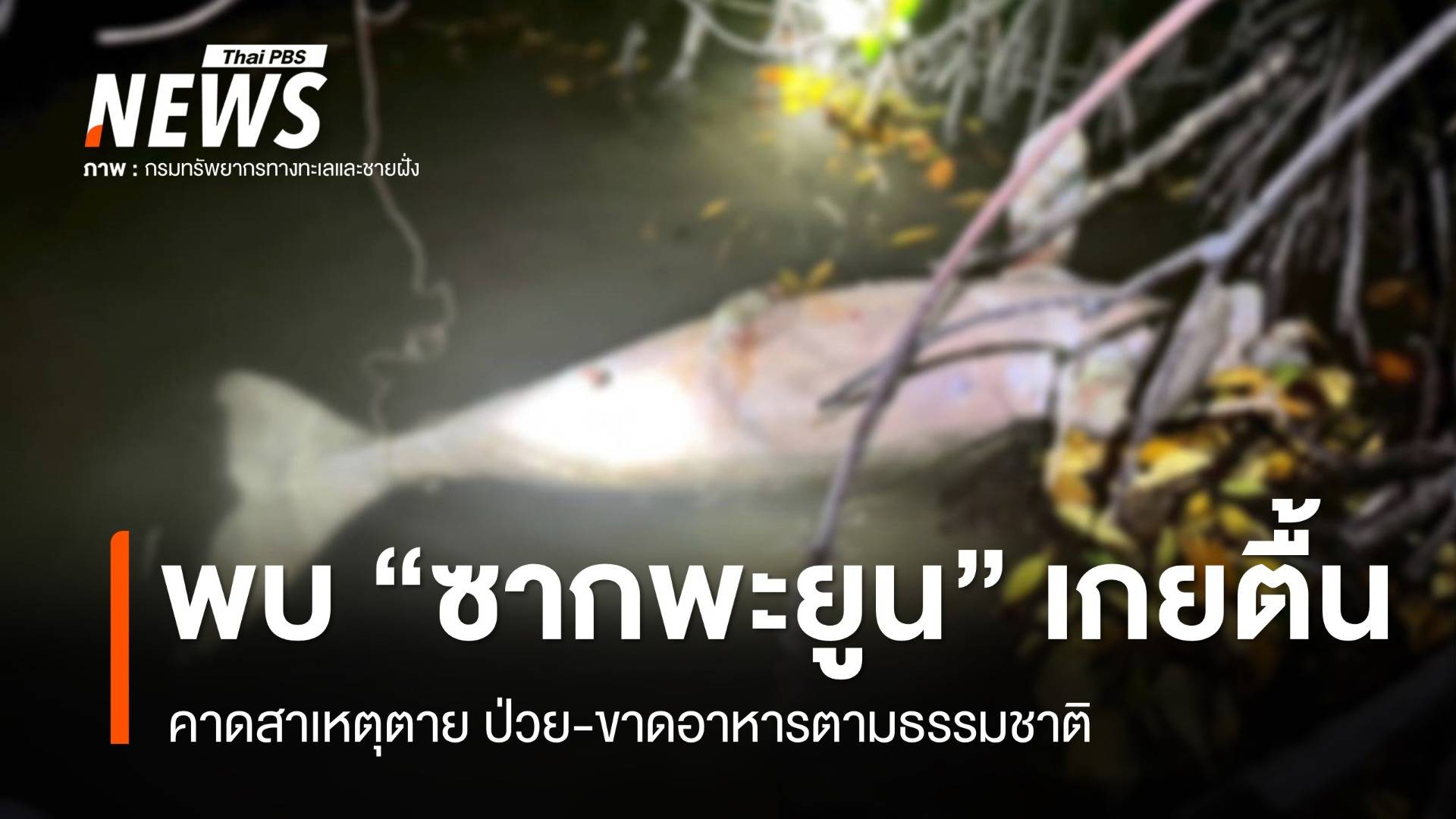 พบ "ซากพะยูน" เกยตื้นป่าชายเลนเกาะสหยา พังงา