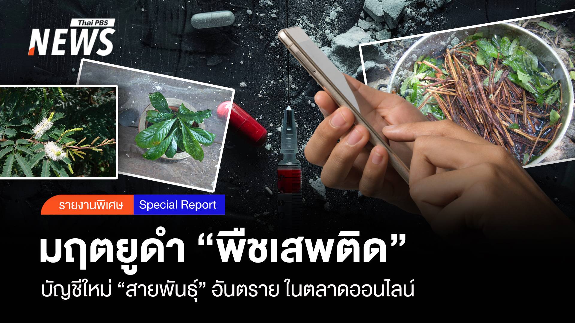 มฤตยูดำ "พืชเสพติด" บัญชีใหม่ "สายพันธุ์" อันตรายในโลกโซเชียล