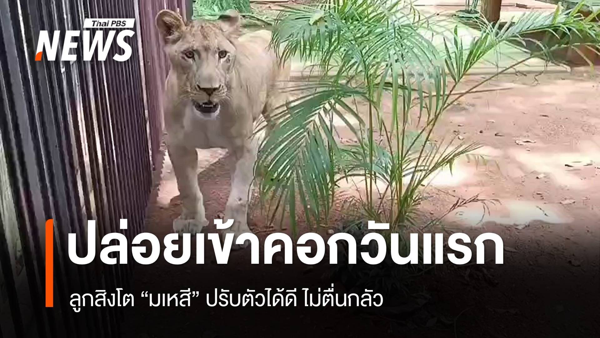 ลูกสิงโต “มเหสี” ปล่อยเข้าคอกวันแรก ปรับตัวได้ดี ไม่ตื่นกลัว