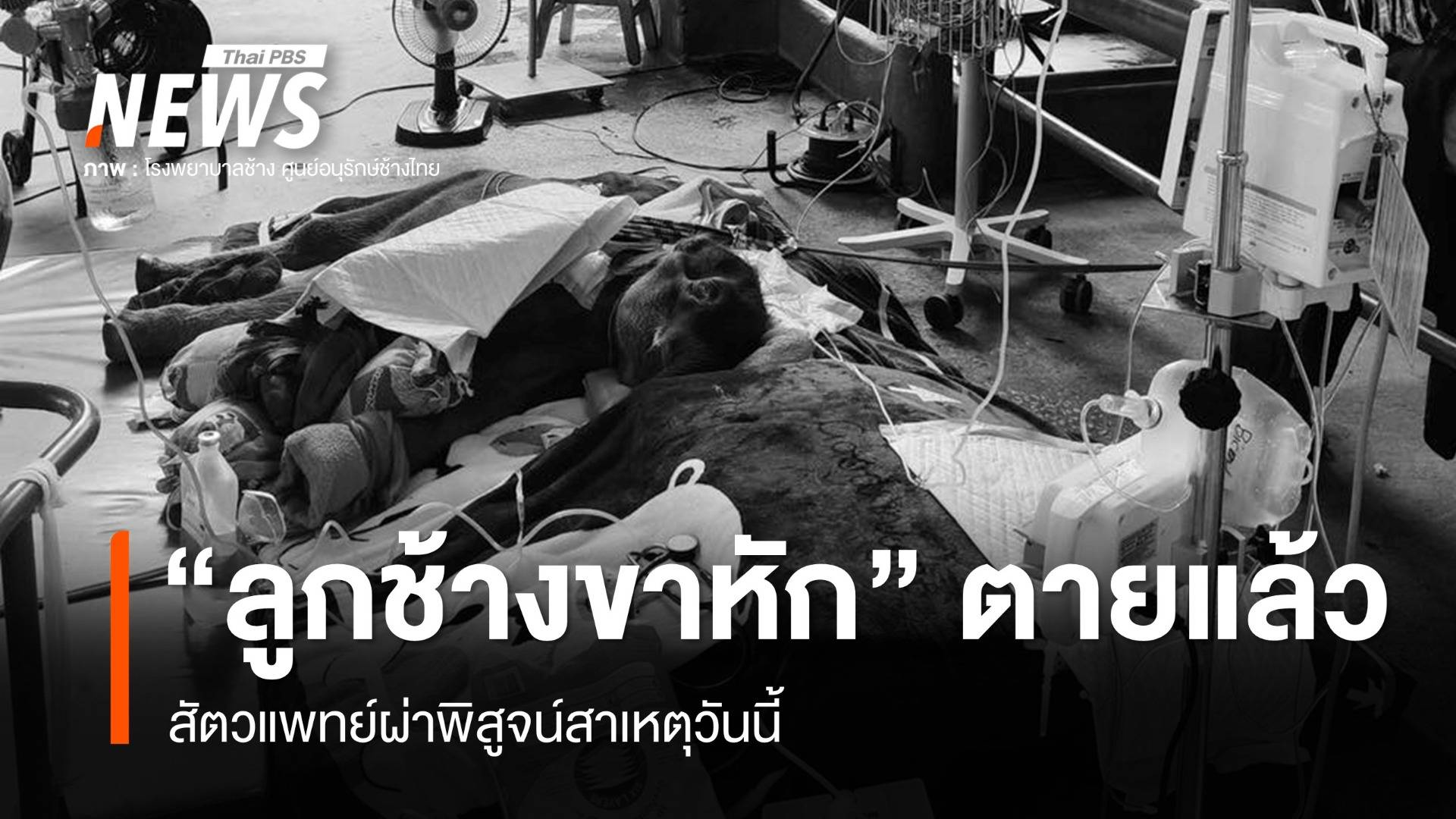 "ลูกช้างขาหัก" อายุ 11 วันตายแล้ว เตรียมผ่าพิสูจน์หาสาเหตุ  