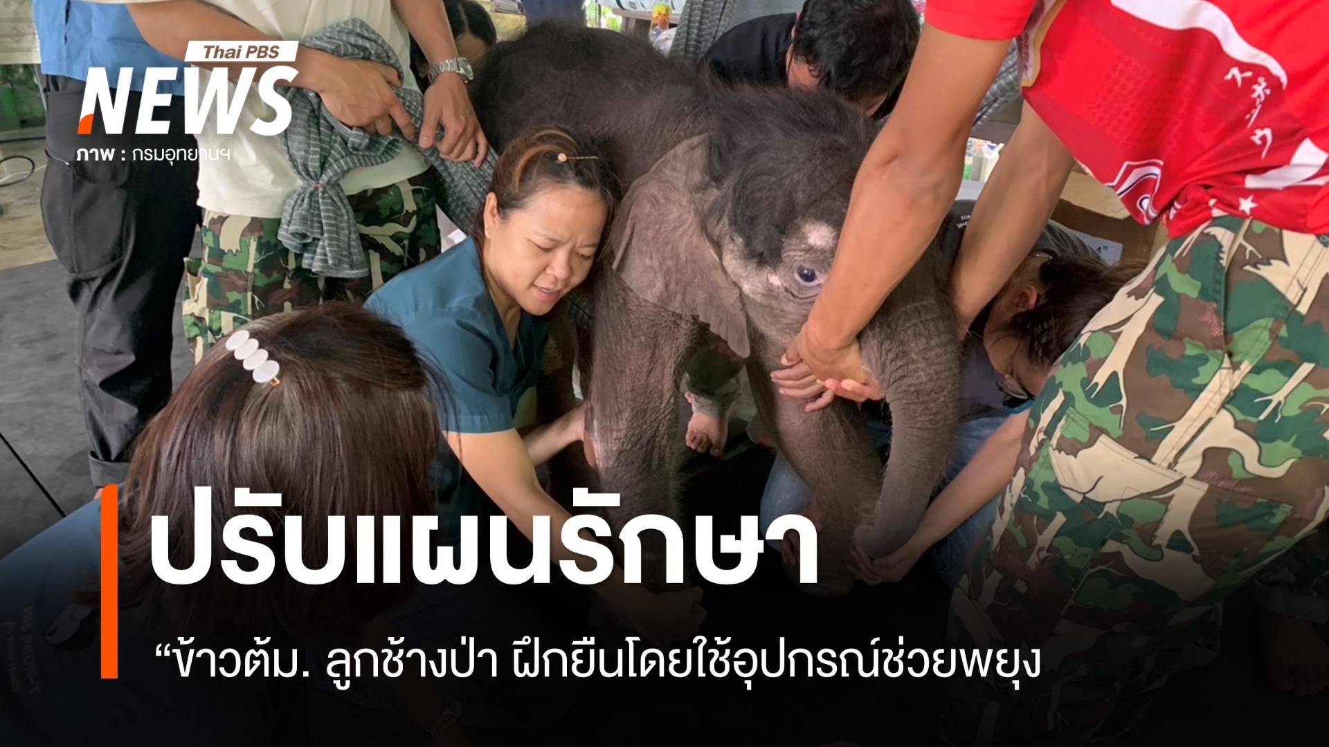 ปรับแผนรักษา "ข้าวต้ม" ลูกช้างป่า ฝึกยืนโดยใช้อุปกรณ์ช่วยพยุง