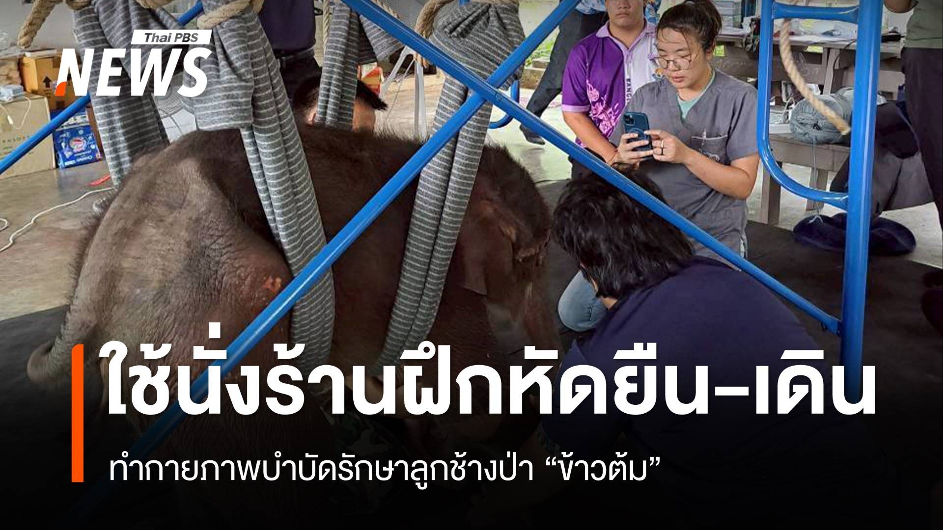 ลูกช้างป่า "ข้าวต้ม" ฝึกหัดเดินโดยใช้นั่งร้าน-จนท.ช่วยพยุงตัว
