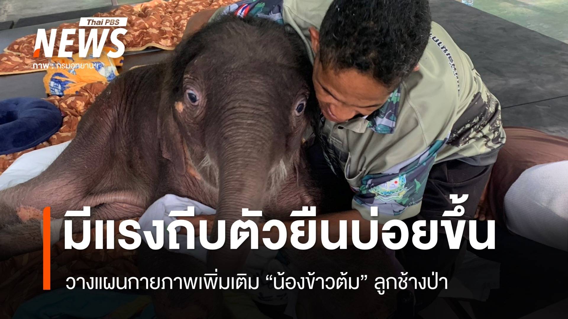 "น้องข้าวต้ม" ลูกช้างป่า มีแรงถีบตัวยืนบ่อยขึ้น