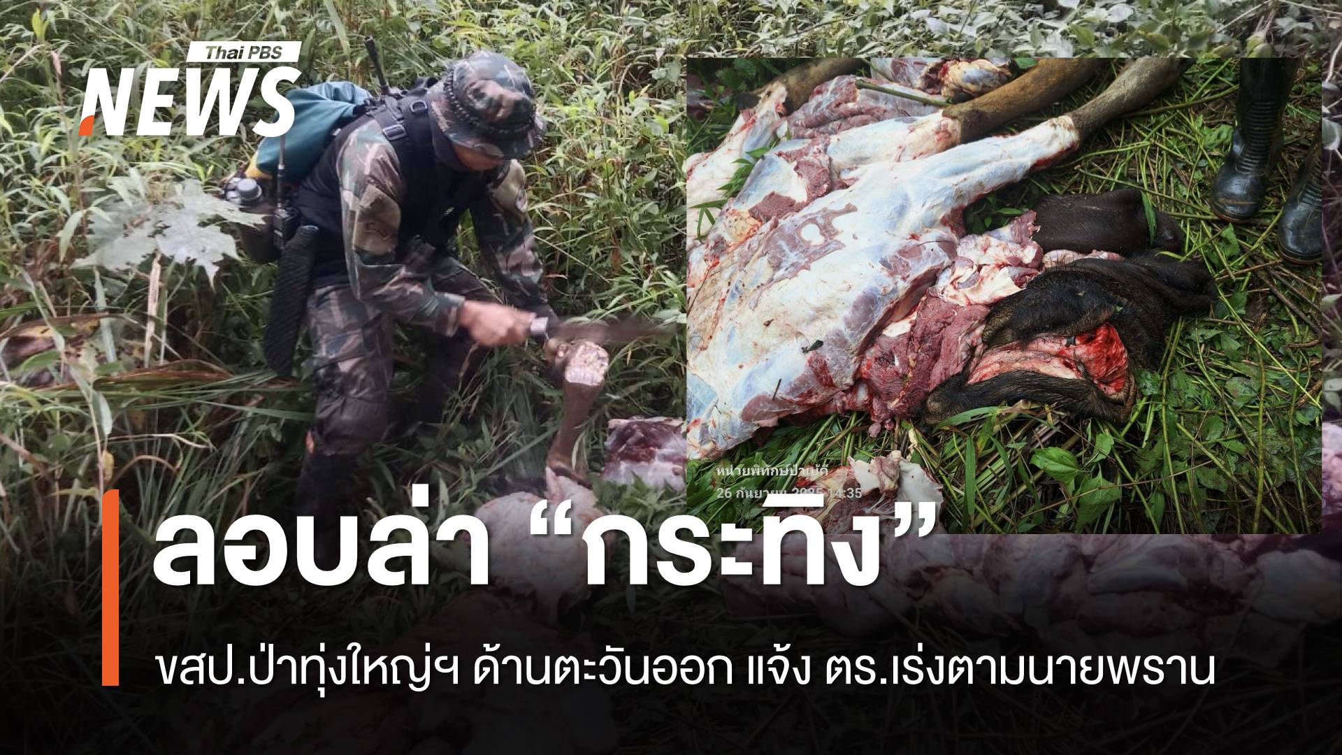 เร่งตามตัวนายพราน ล่า “กระทิง” ป่าทุ่งใหญ่ฯ ด้านตะวันออก