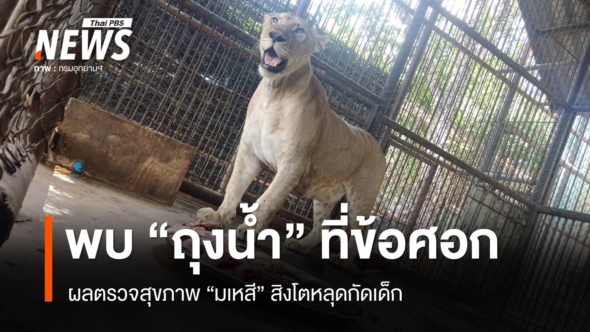 ตรวจสุขภาพสิงโต "มเหสี" พบถุงน้ำที่ข้อศอกสองข้าง