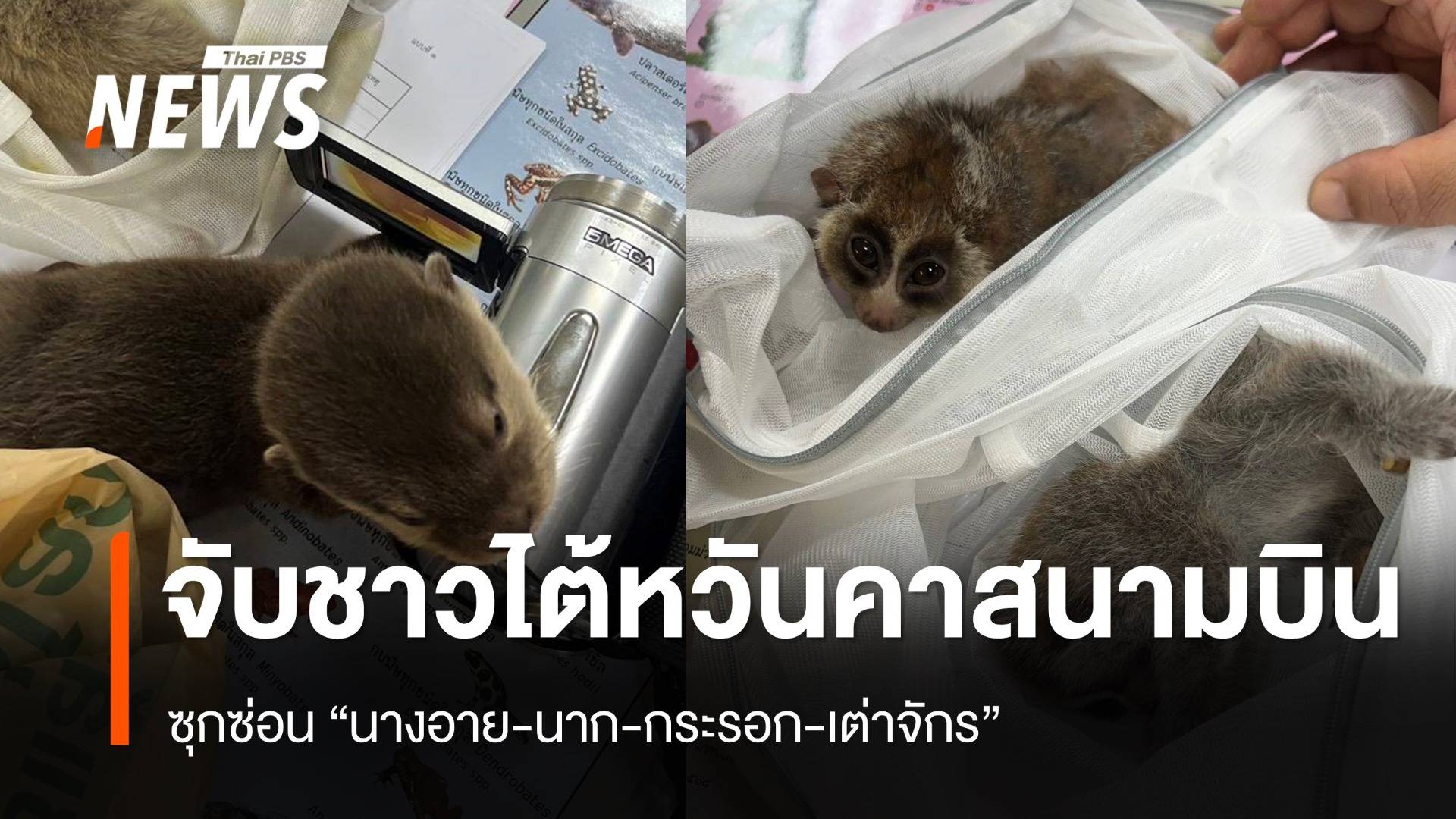 จับชาวไต้หวันคาสนามดอนเมือง ซุก "นางอาย-นาก-กระรอก" 