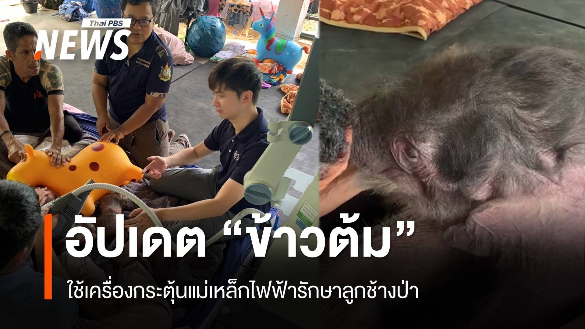 ใช้เครื่องกระตุ้นแม่เหล็กไฟฟ้า รักษา "ข้าวต้ม" ลูกช้างป่า