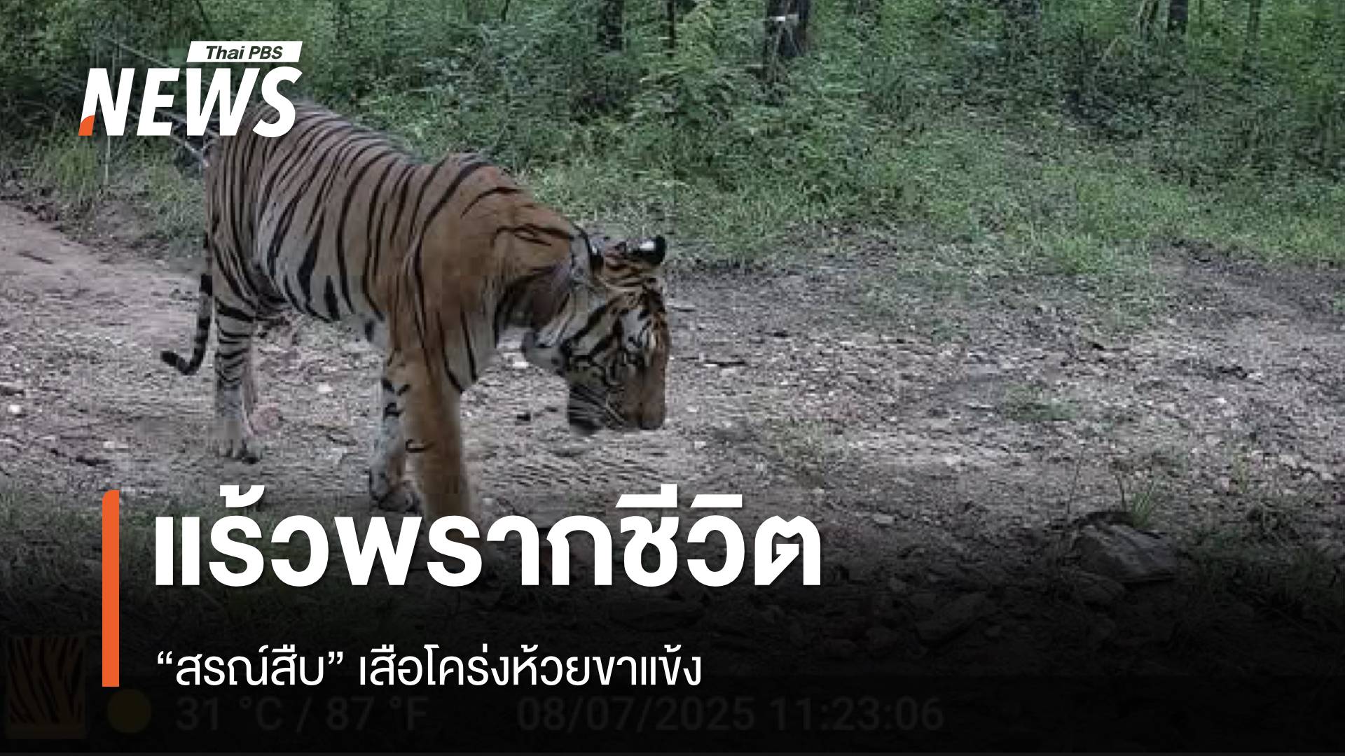 แร้วพรากชีวิต “สรณ์สืบ” เสือโคร่งห้วยขาแข้ง