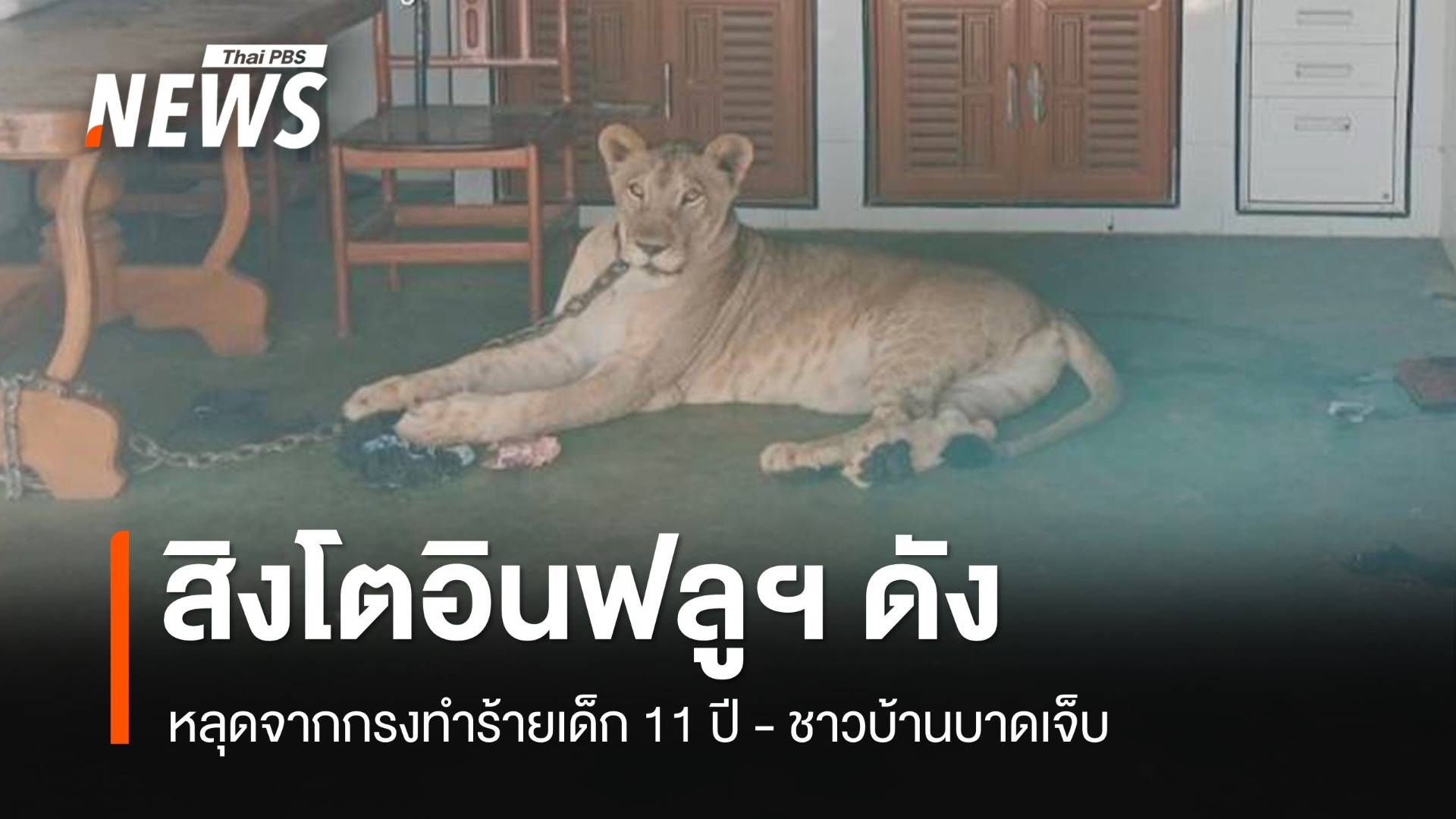สิงโตอินฟลูฯ ดัง หลุดจากกรงทำร้ายเด็ก 11 ปี - ชาวบ้านบาดเจ็บ