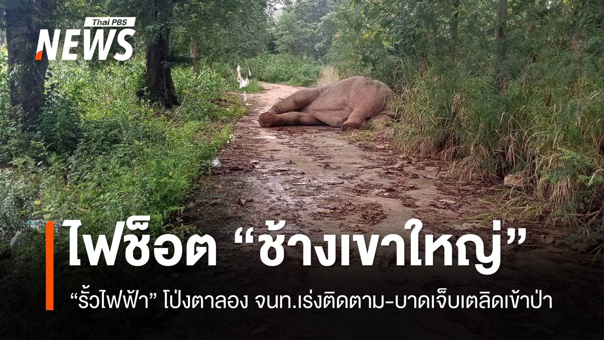 กรมอุทยานฯ-ทีมสัตวแพทย์ เร่งประเมินอาการ “ช้างป่าเขาใหญ่” ถูกรั้วไฟฟ้าช็อต