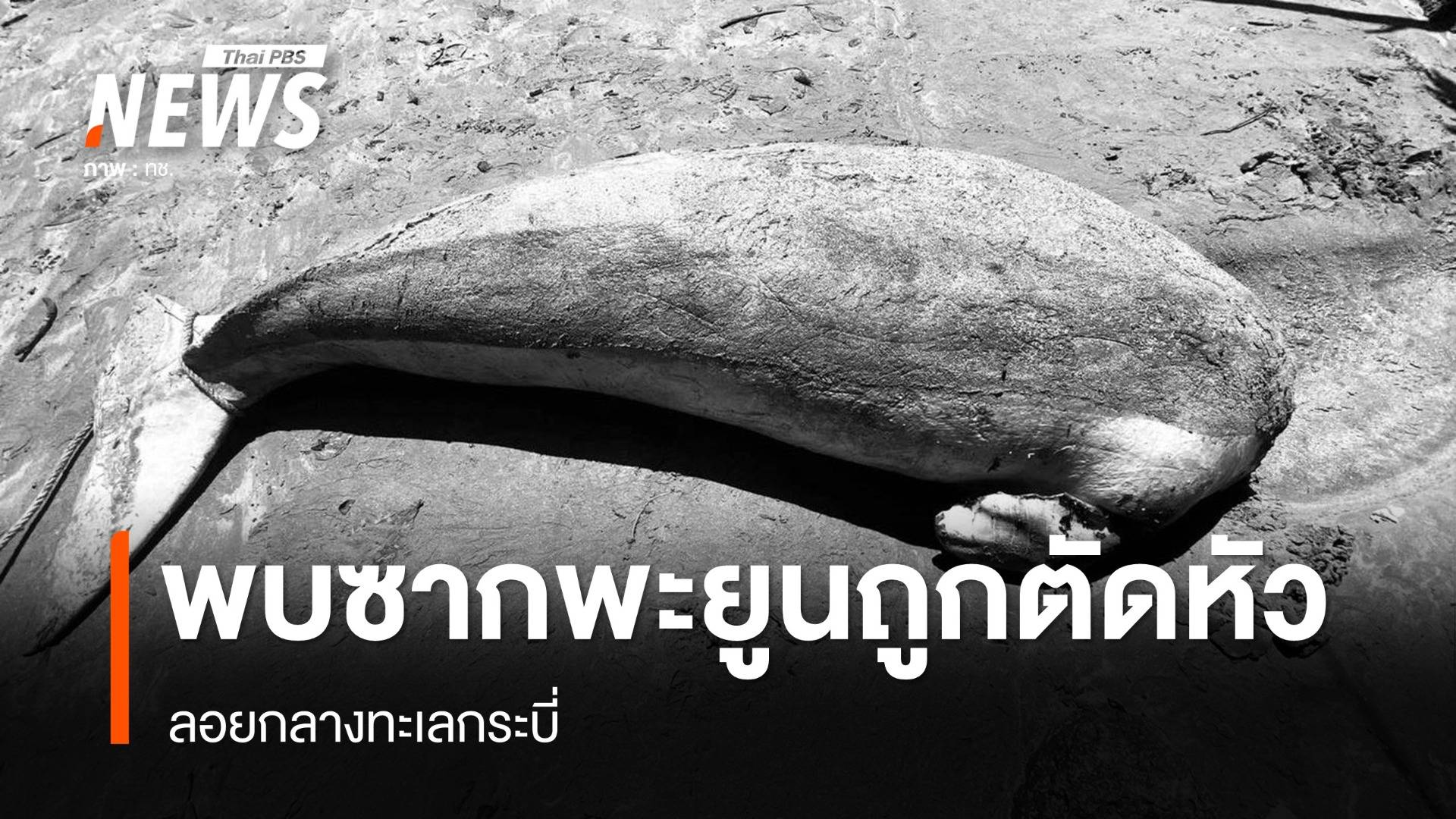 พบซาก "พะยูน" ถูกตัดหัว ลอยกลางทะเลกระบี่