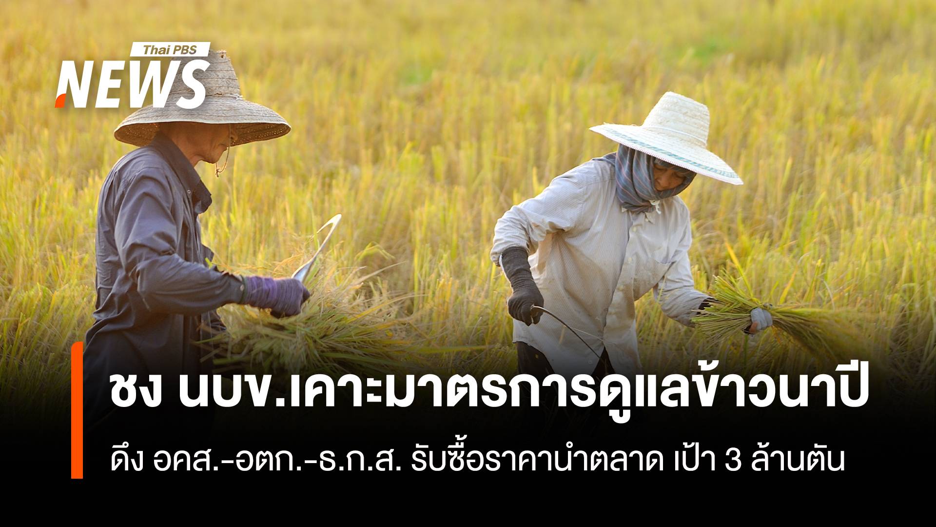 ชงนบข.เคาะมาตรการดูแลข้าวนาปี ดึง อคส.-อตก.-ธ.ก.ส. รับซื้อราคานำตลาด เป้า 3ล้านตัน