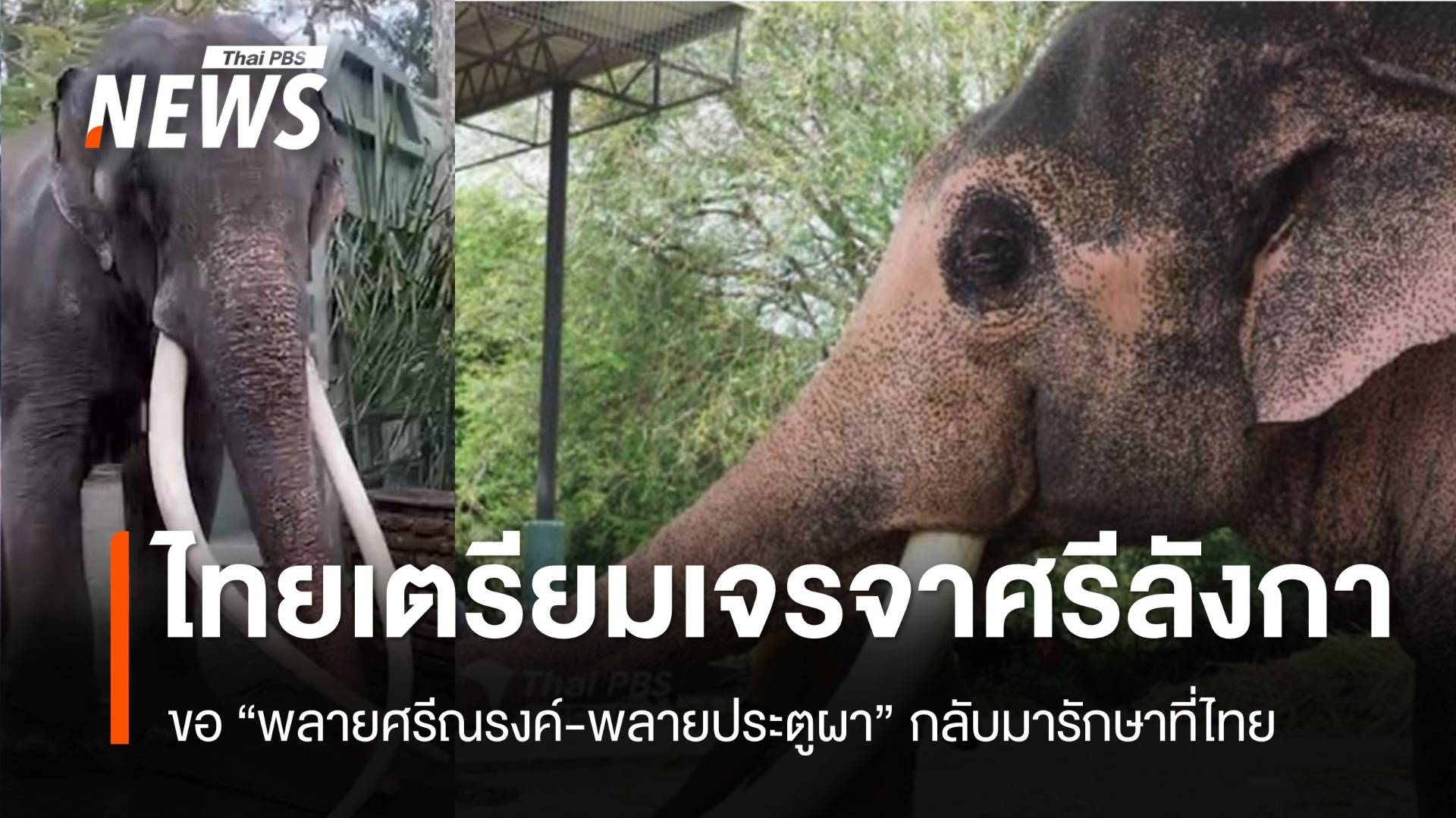 ไทยเตรียมเจรจาศรีลังกา 28 ต.ค. ขอ “พลายศรีณรงค์-พลายประตูผา” กลับมารักษาที่ไทย