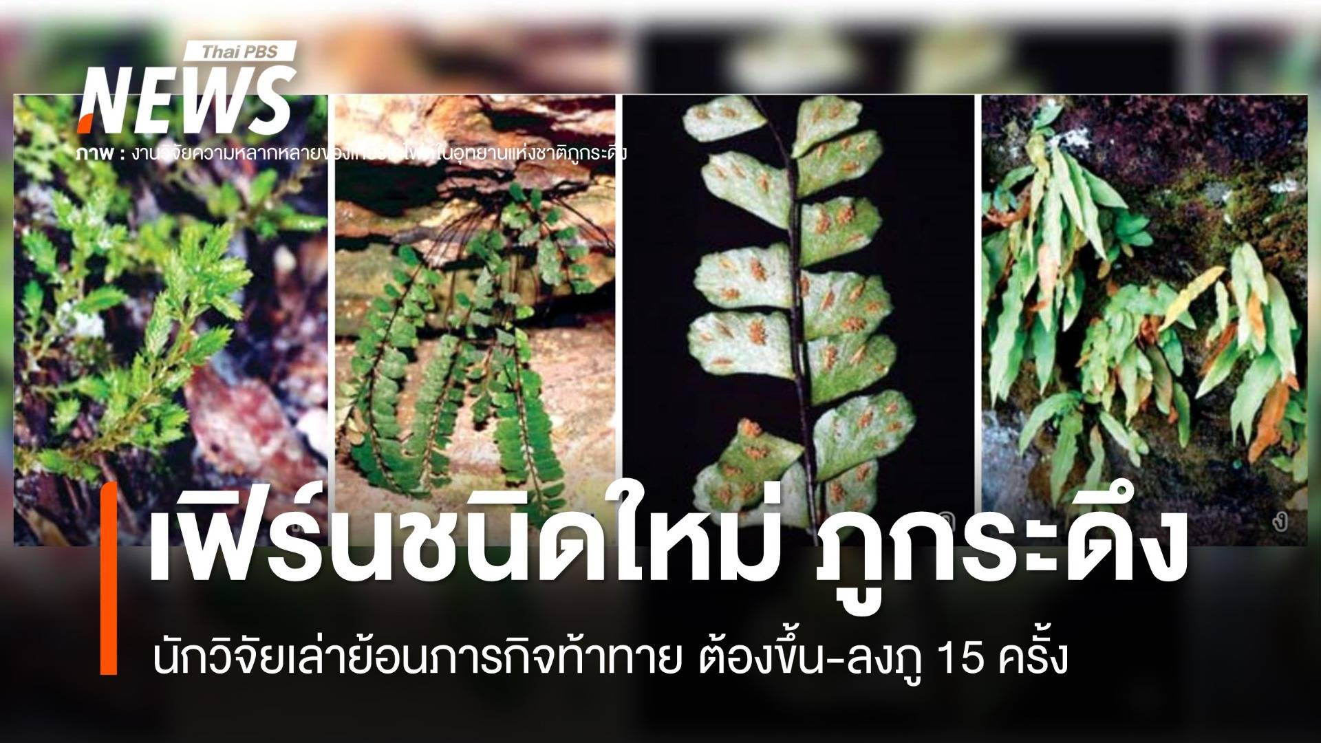 ไม่ใช่แค่หนึ่ง นักวิจัยขึ้น-ลง 15 ครั้ง สำรวจพบ "เฟิร์นชนิดใหม่" ภูกระดึง