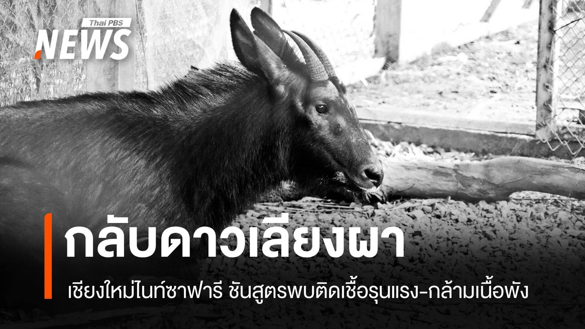 กลับดาวเลียงผา ไนท์ซาฟารีชันสูตรพบติดเชื้อรุนแรง-กล้ามเนื้อพัง