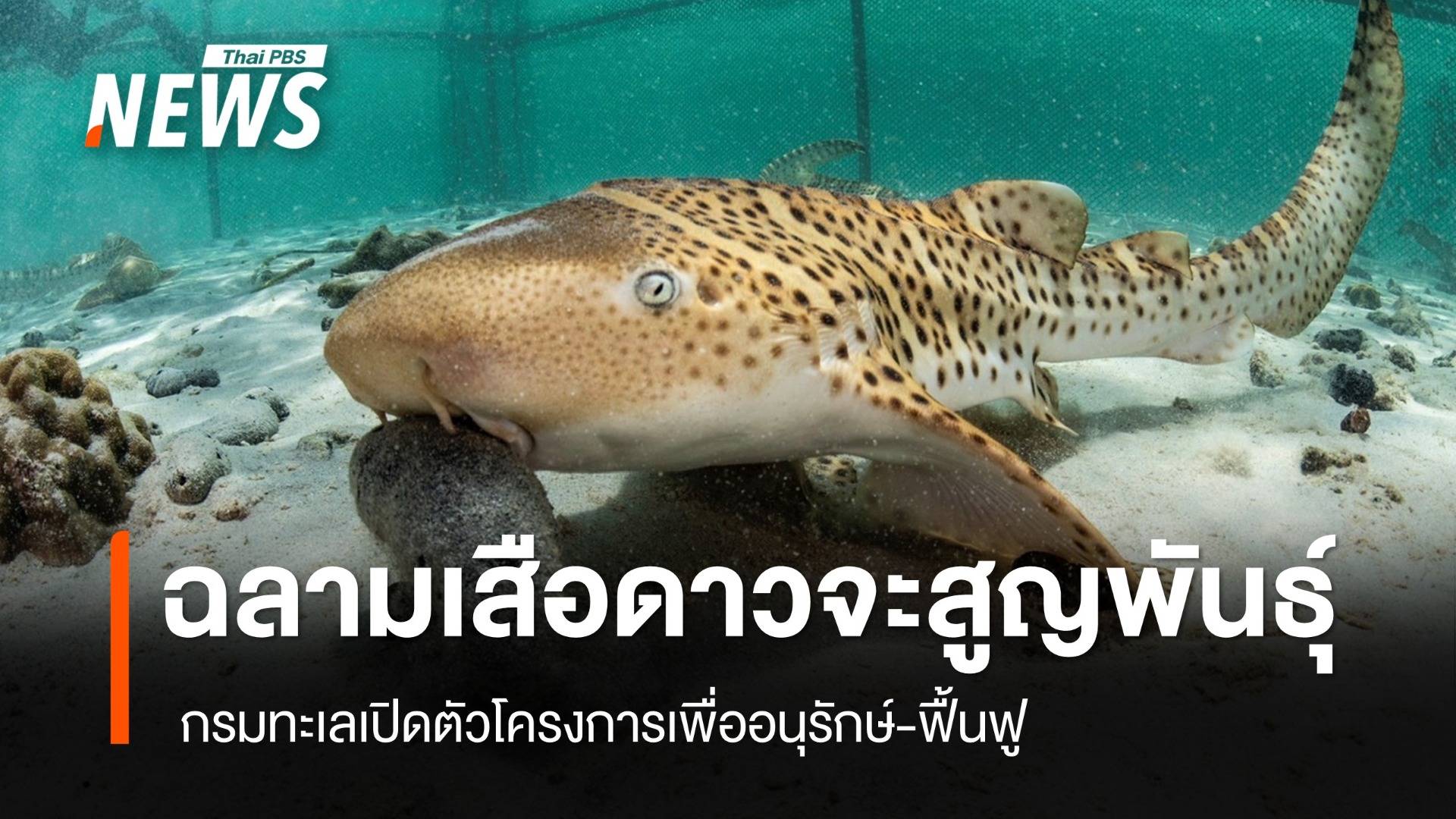 ฉลามเสือดาวใกล้สูญพันธุ์ กรมทะเลเปิดตัวโครงการอนุรักษ์-ฟื้นฟู