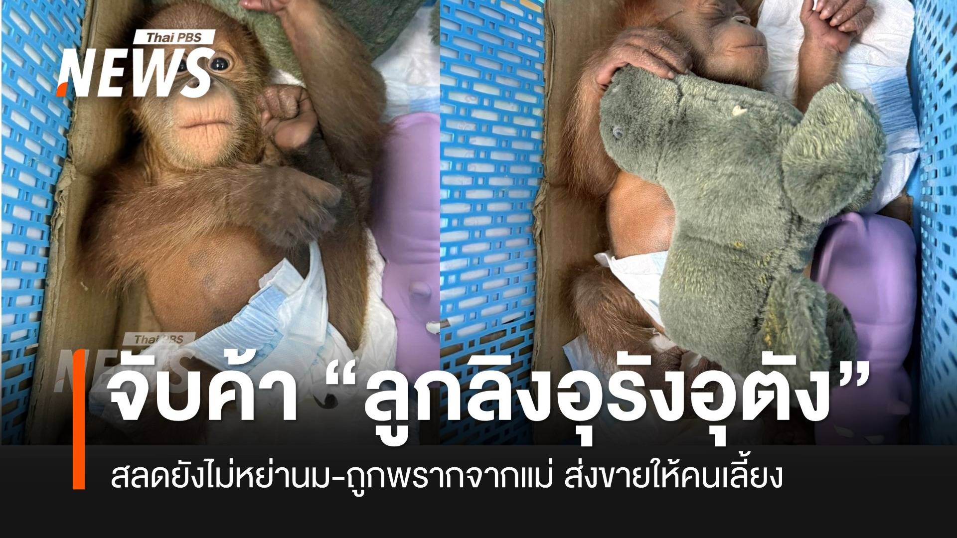 บก.ปทส.จับขบวนการค้าสัตว์ป่า สลดพบ “ลูกอุรังอุตัง” 2 ตัว ยังไม่หย่านม
