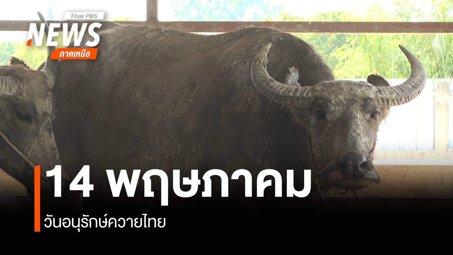 14 พฤษภาคม วันอนุรักษ์ควายไทย