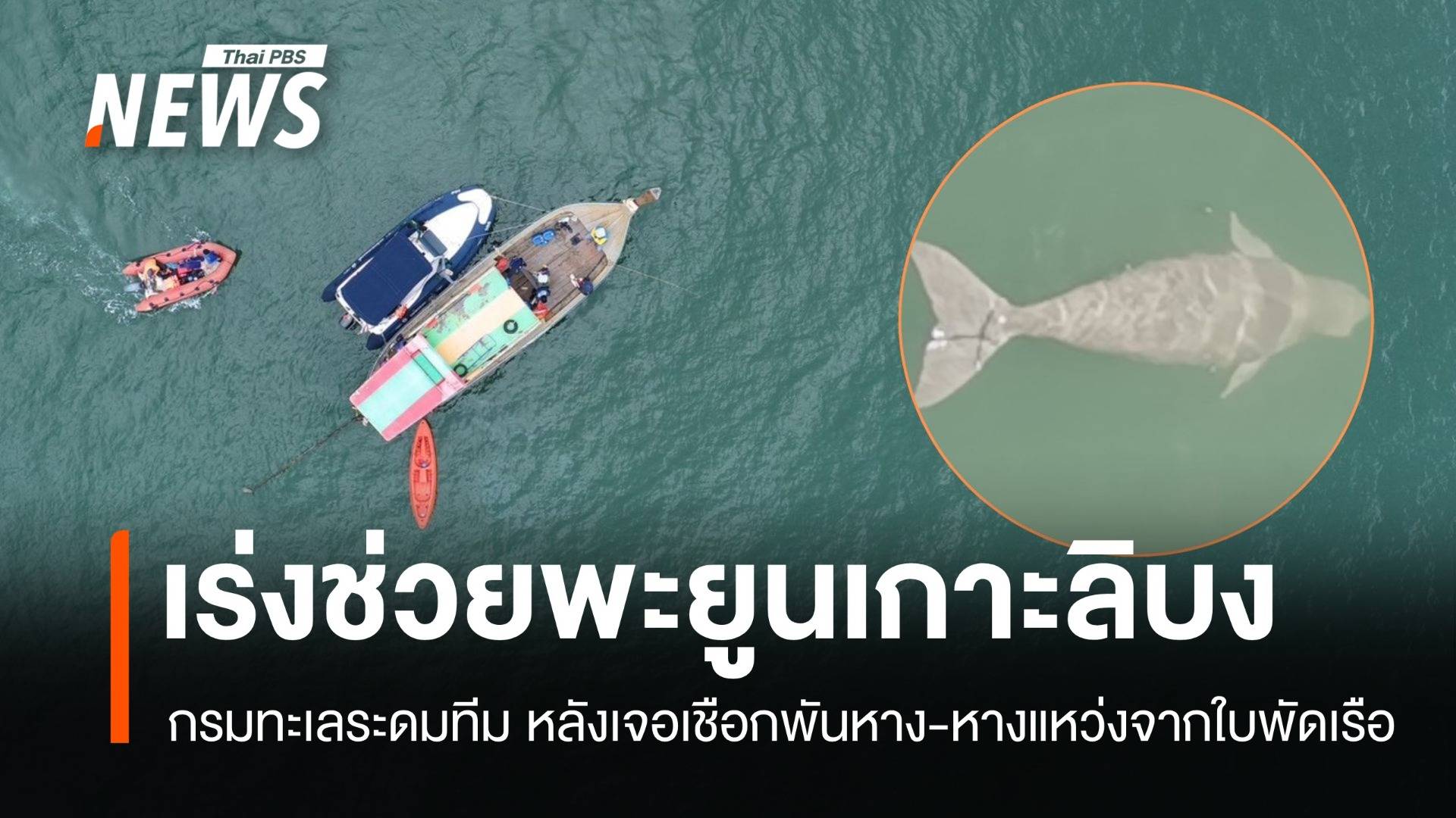 พะยูนเกาะลิบงหางแหว่ง! กรมทะเลระดมทีมช่วย หลังเจอเชือกรัด