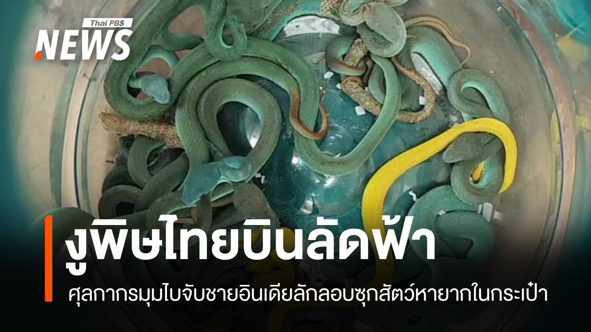 ศุลกากรมุมไบช็อก! ชายอินเดียซุก 47 งูพิษจากไทยในสัมภาระ