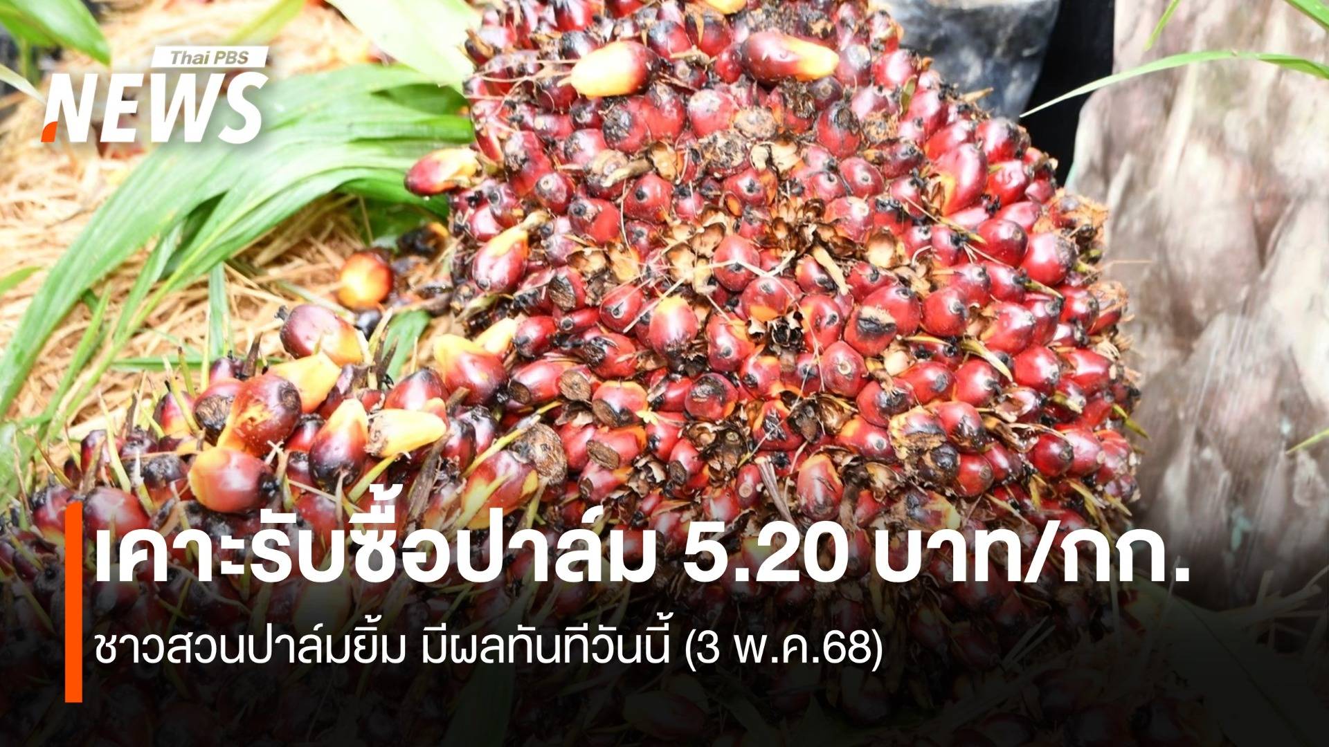 เคาะราคารับซื้อปาล์ม 5.20 บาท/กก. ชาวสวนปาล์มยิ้ม มีผลทันทีวันนี้