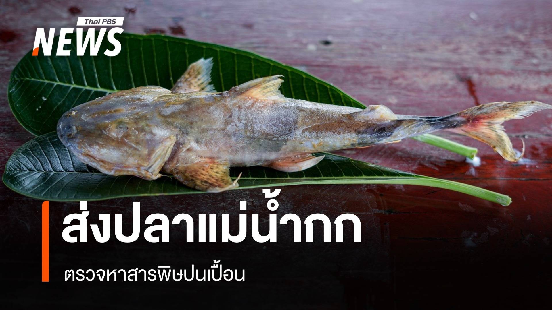 ส่งปลาแม่น้ำกกตรวจหาสารพิษปนเปื้อน ห่วงช่วงวางไข่กระทบพันธุ์ปลา