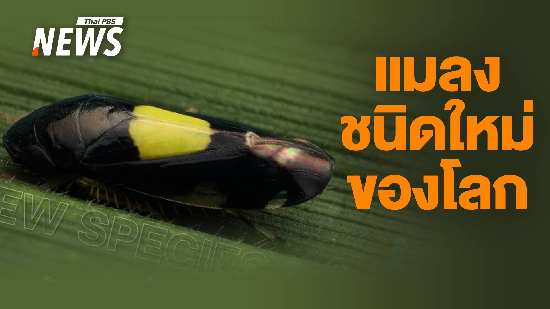 นักกีฏวิทยา ค้นพบแมลงชนิดใหม่ของโลก "เพลี้ยจักจั่นสะแกราช"