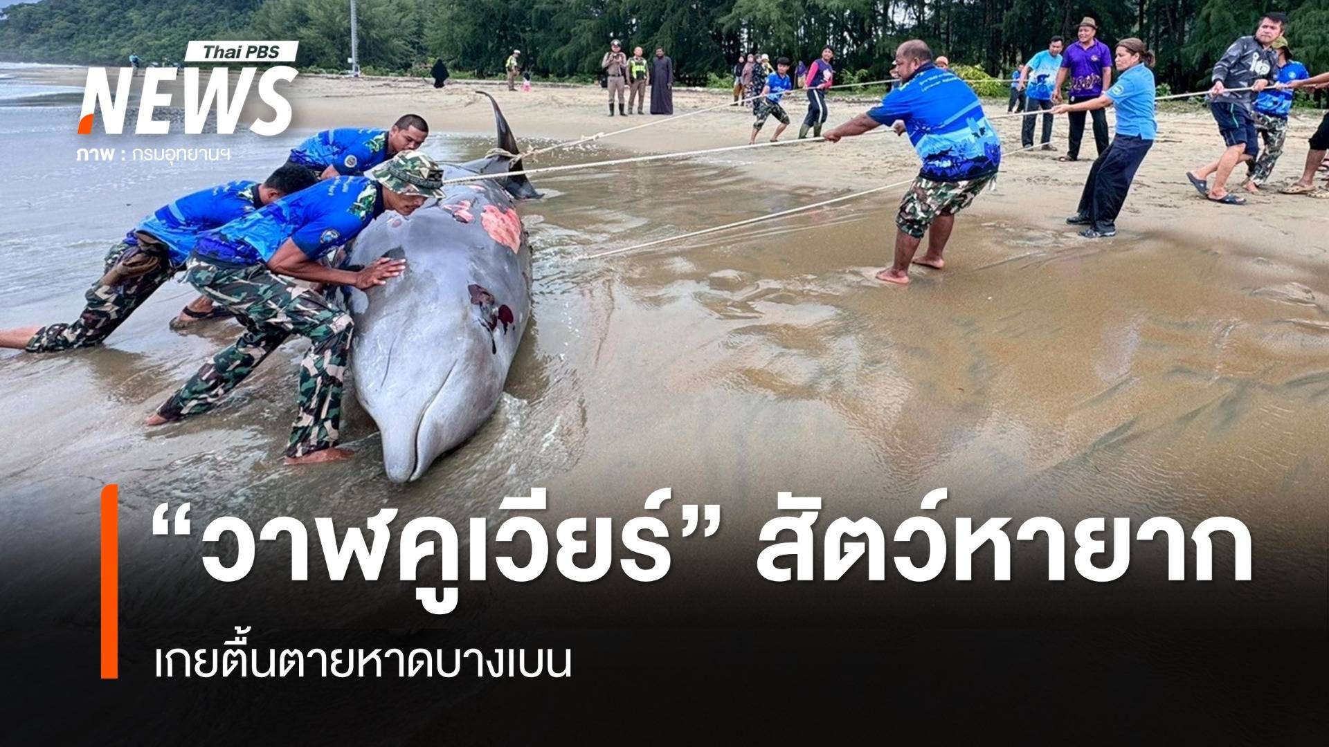 สัตว์ทะเลหายาก "วาฬคูเวียร์" เกยตื้นตายหาดบางเบน