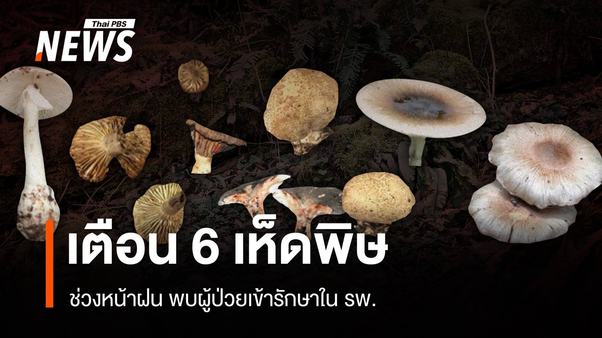 เตือนช่วงหน้าฝน พบผู้ป่วยกิน 6 เห็ดพิษ แนะวิธีสังเกต