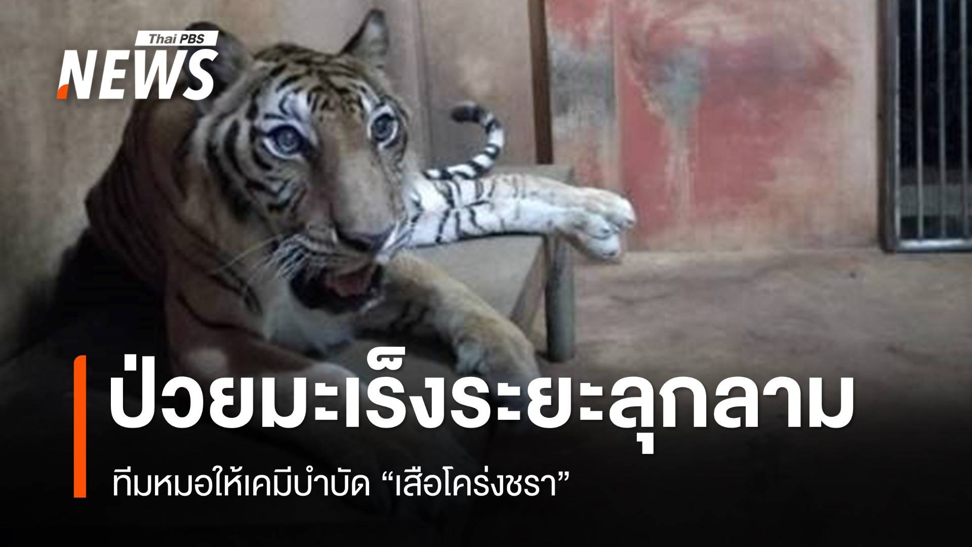 ทีมหมอให้เคมีบำบัด "ต้าร์สอง" เสือโคร่งชรา ป่วยมะเร็งเต้านมระยะลุกลาม