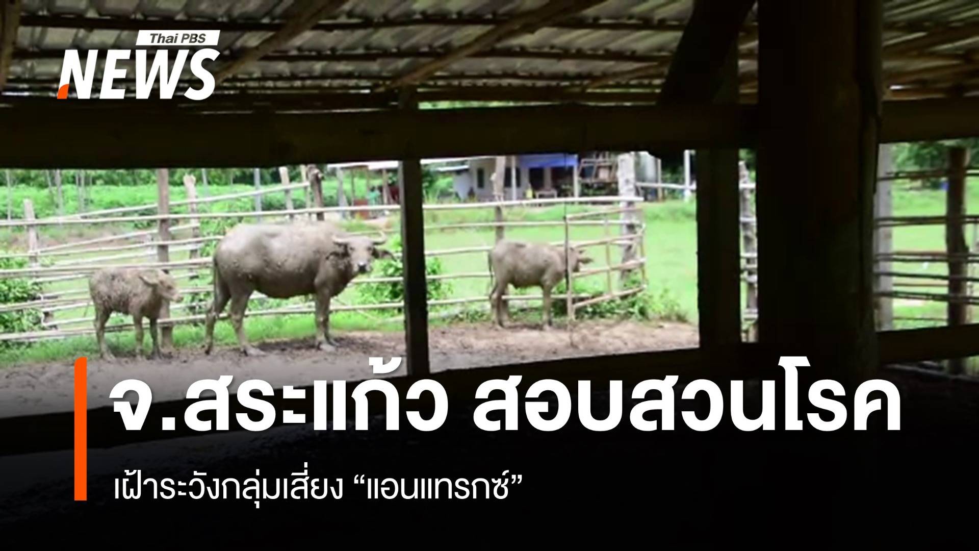 จ.สระแก้ว สอบสวนโรค-เฝ้าระวังกลุ่มเสี่ยง "แอนแทรกซ์" 