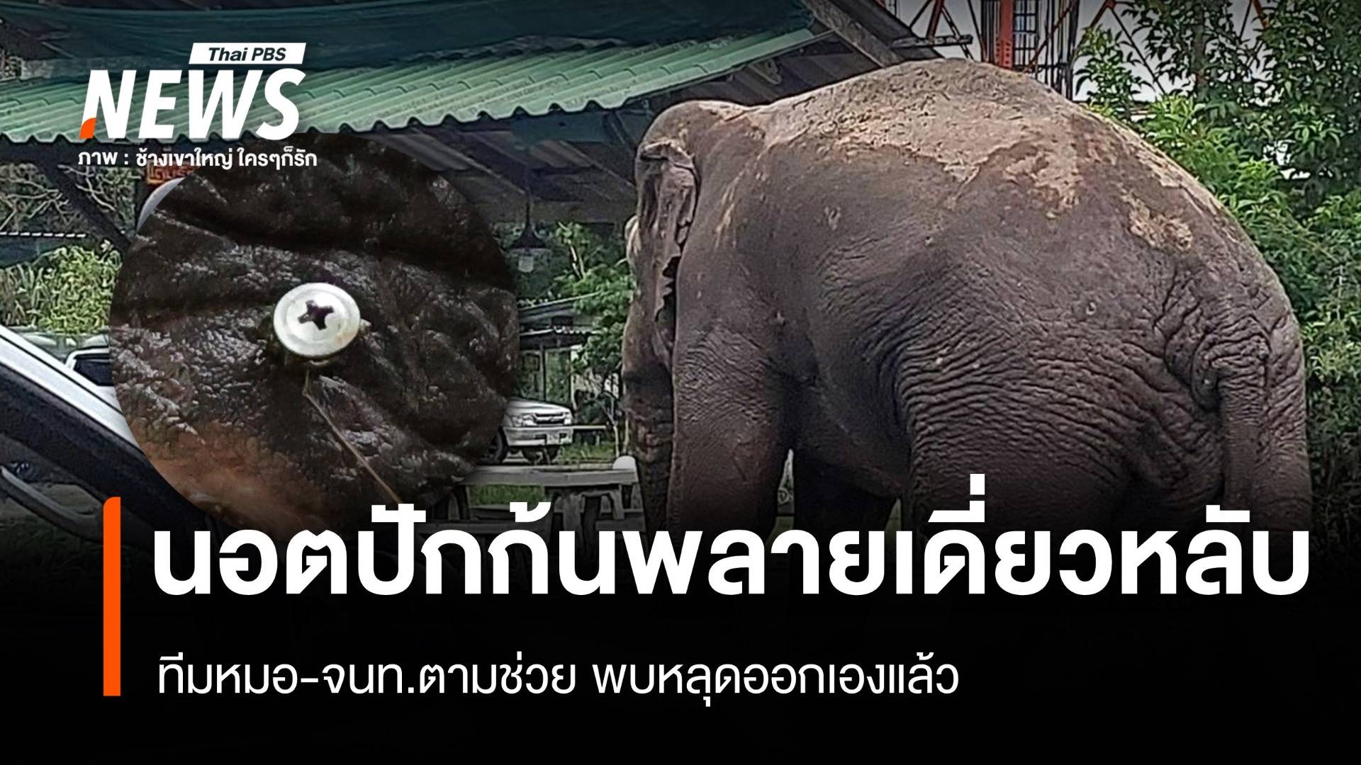 หลุดแล้ว "นอต" ปักก้นช้างป่า "พลายเดี่ยวหลับ"