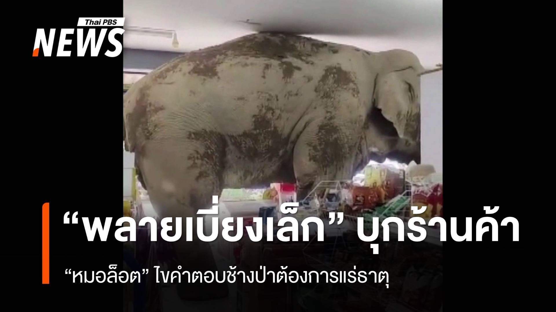 ไขคำตอบ ช้างป่าเขาใหญ่ "พลายเบี่ยงเล็ก" บุกร้านค้า 
