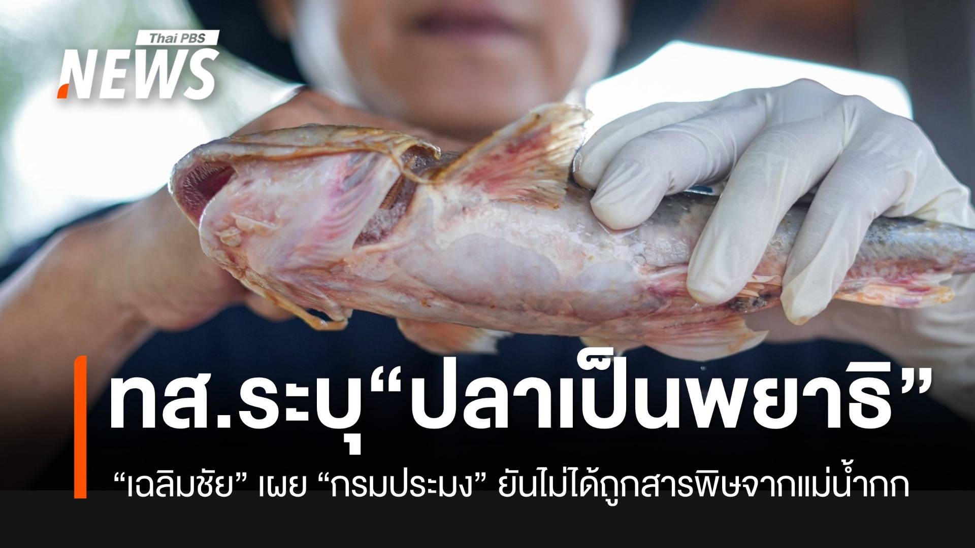 "เฉลิมชัย" ระบุปลาน้ำกกบวม เกิดจากพยาธิไม่ใช่สารพิษ