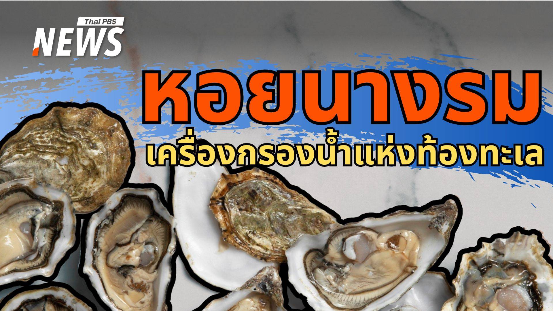 "หอยนางรม" เครื่องกรองน้ำแห่งท้องทะเล ฟื้นฟูระบบนิเวศโลก