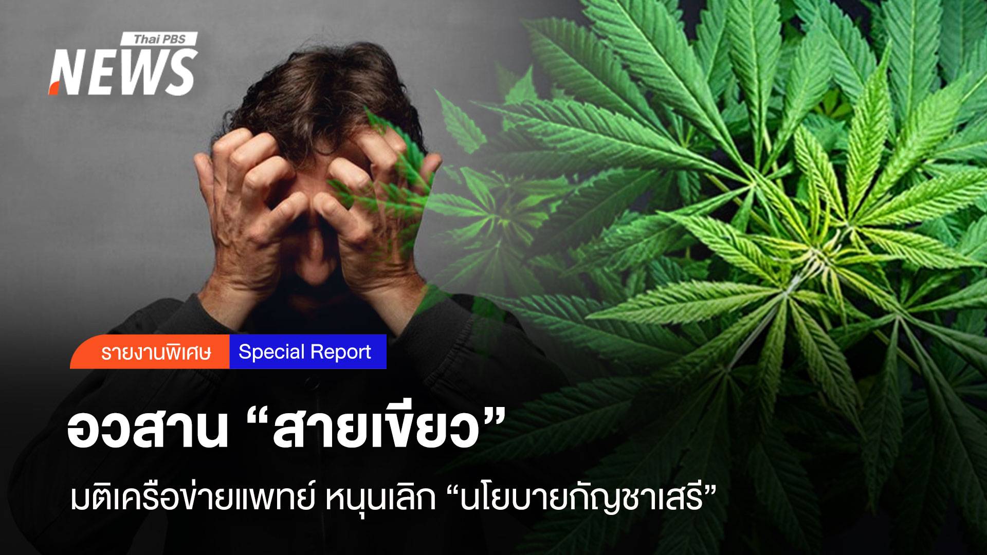 อวสาน "สายเขียว" มติเครือข่ายแพทย์ หนุนเลิก "นโยบายกัญชาเสรี"
