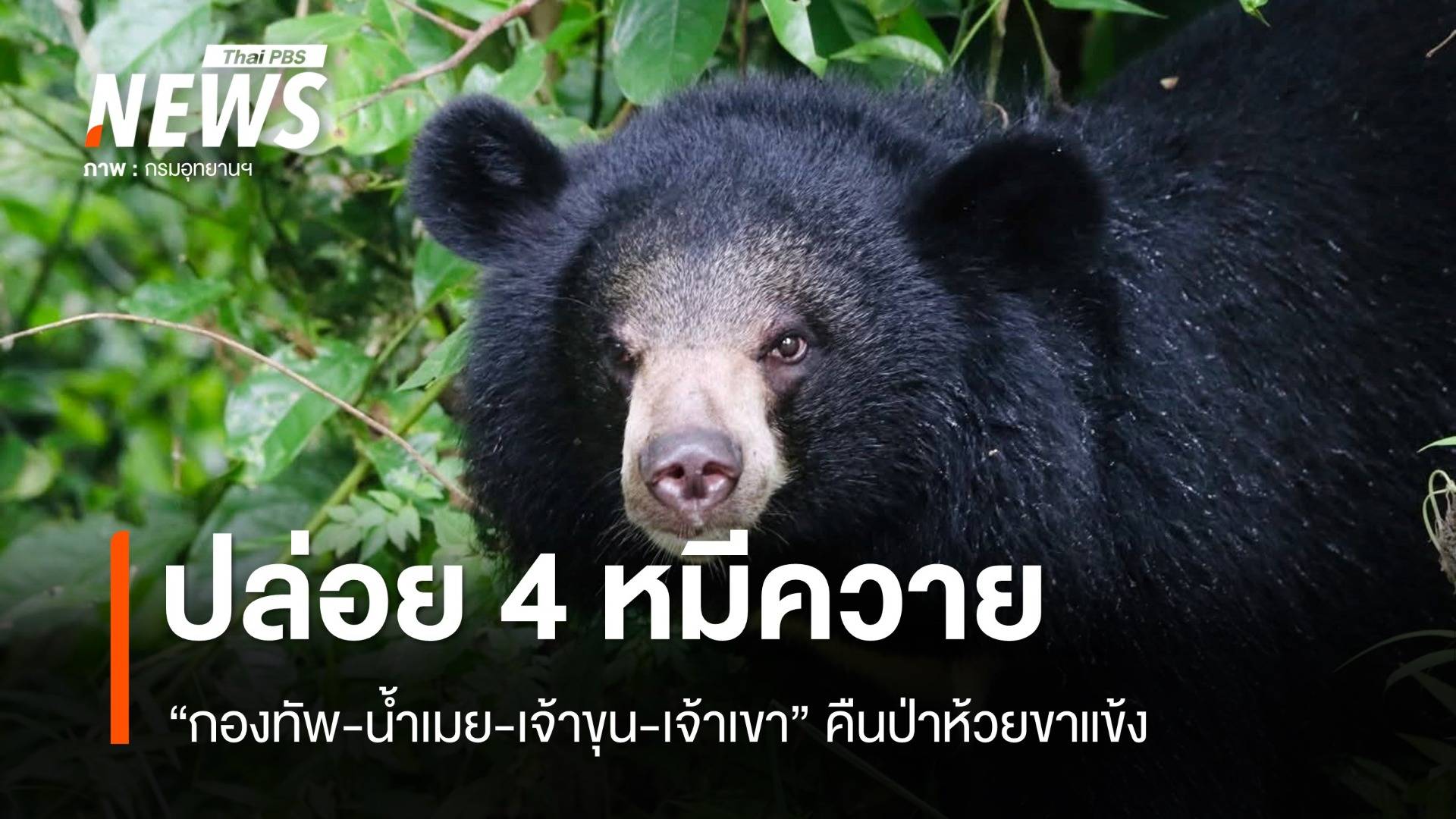 ปล่อย 4 หมีควาย "กองทัพ-น้ำเมย-เจ้าขุน-เจ้าเขา" คืนป่าห้วยขาแข้ง