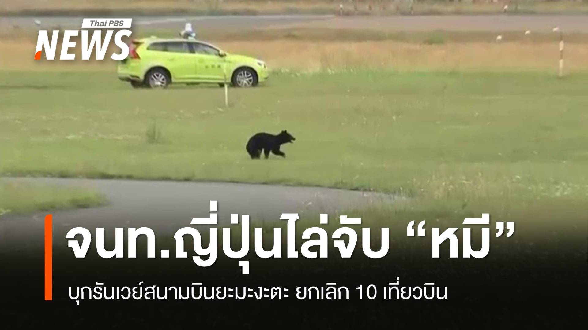 ญี่ปุ่นไล่จับ "หมี" บุกรันเวย์สนามบินยะมะงะตะ ยกเลิก 10 เที่ยวบิน