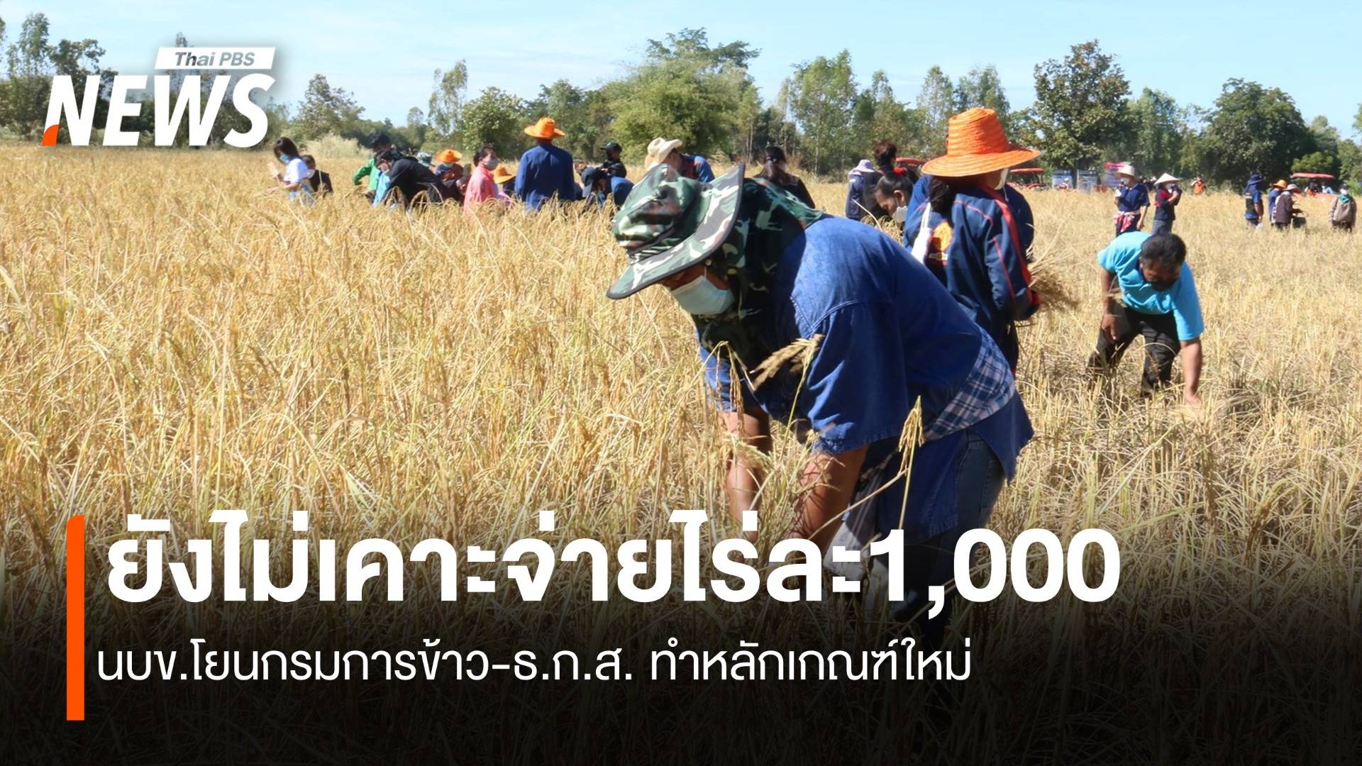 ยังไม่เคาะไร่ละ1,000 นบข.โยนกรมการข้าว-ธ.ก.ส.ทำหลักเกณฑ์ใหม่