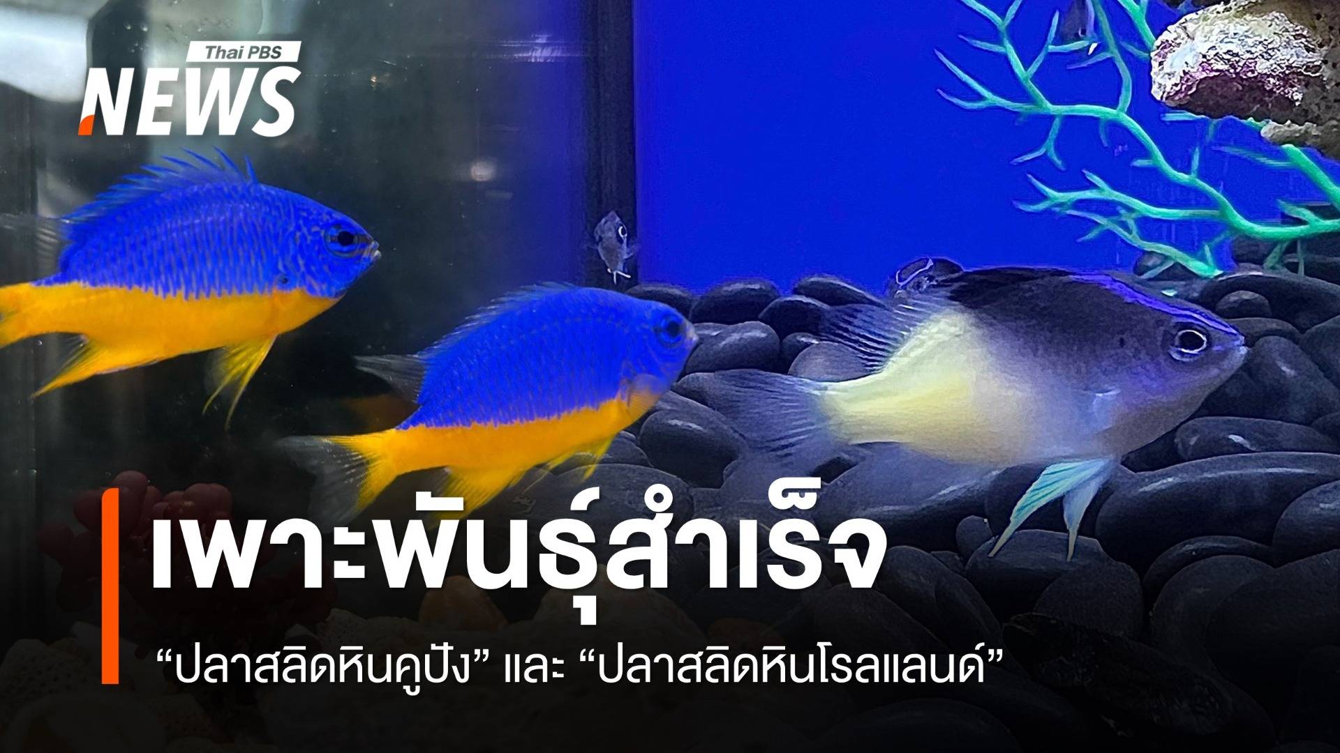 กรมประมง เพาะพันธุ์ "ปลาสลิดหิน 2 ชนิด" สำเร็จครั้งแรกในไทย 