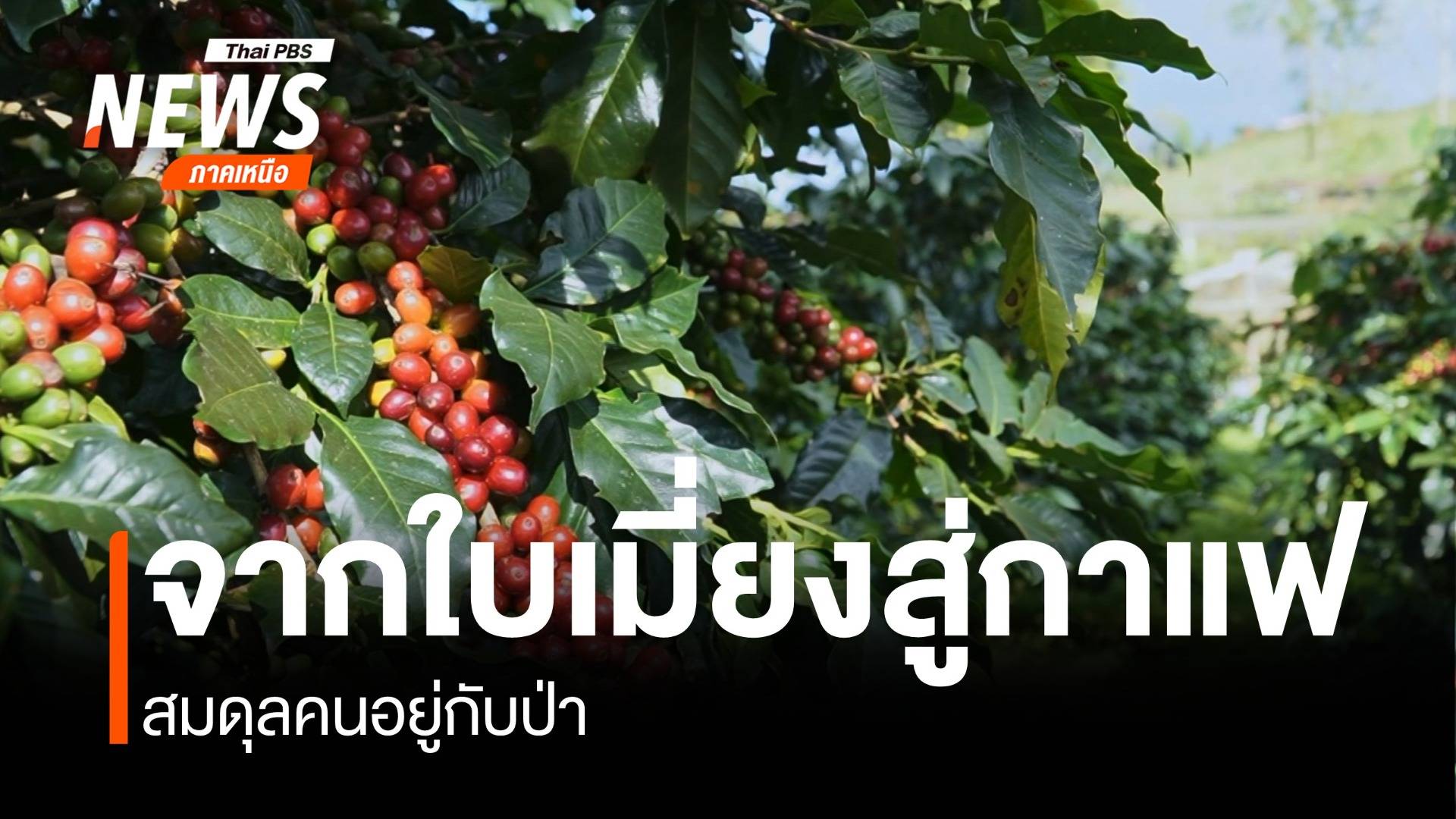 ตำนานกาแฟบ้านป๊อก ต้นแบบการพัฒนาที่ยั่งยืน