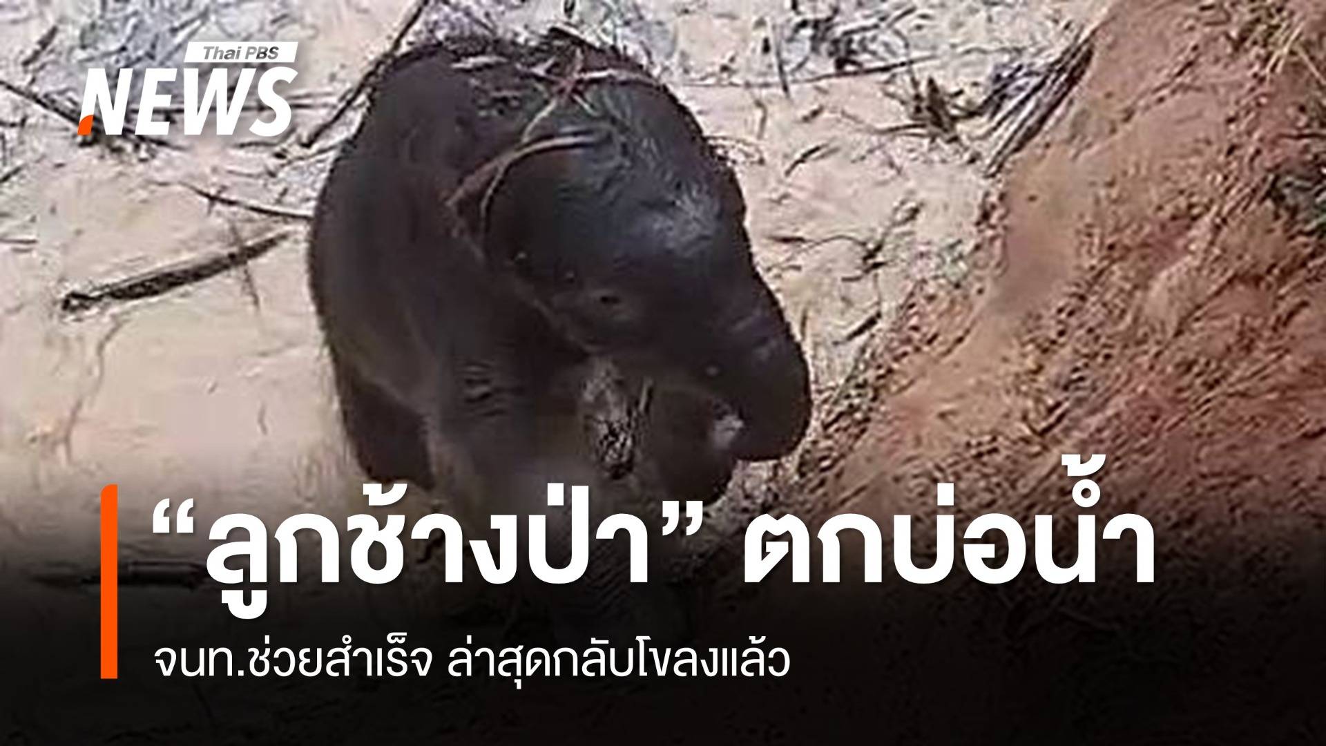 ช่วยสำเร็จ "ลูกช้างป่า" ตกบ่อน้ำ กลับโขลงแล้ว