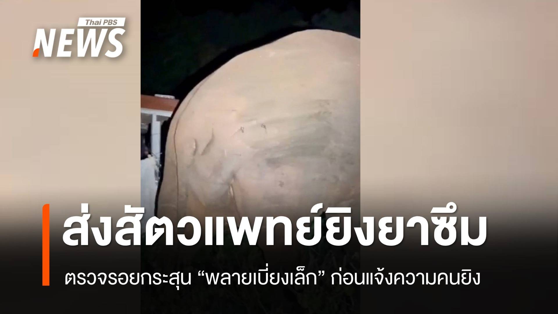 ส่งทีมหมอตรวจรอยกระสุนบนตัว "พลายเบี่ยงเล็ก" ก่อนแจ้งความคนยิง