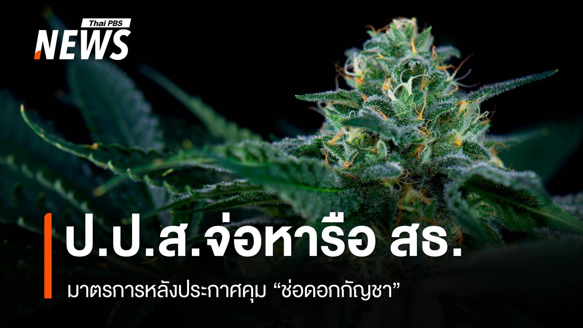 ป.ป.ส.-สธ.จ่อหารือมาตรการ หลังประกาศคุมช่อดอกกัญชา