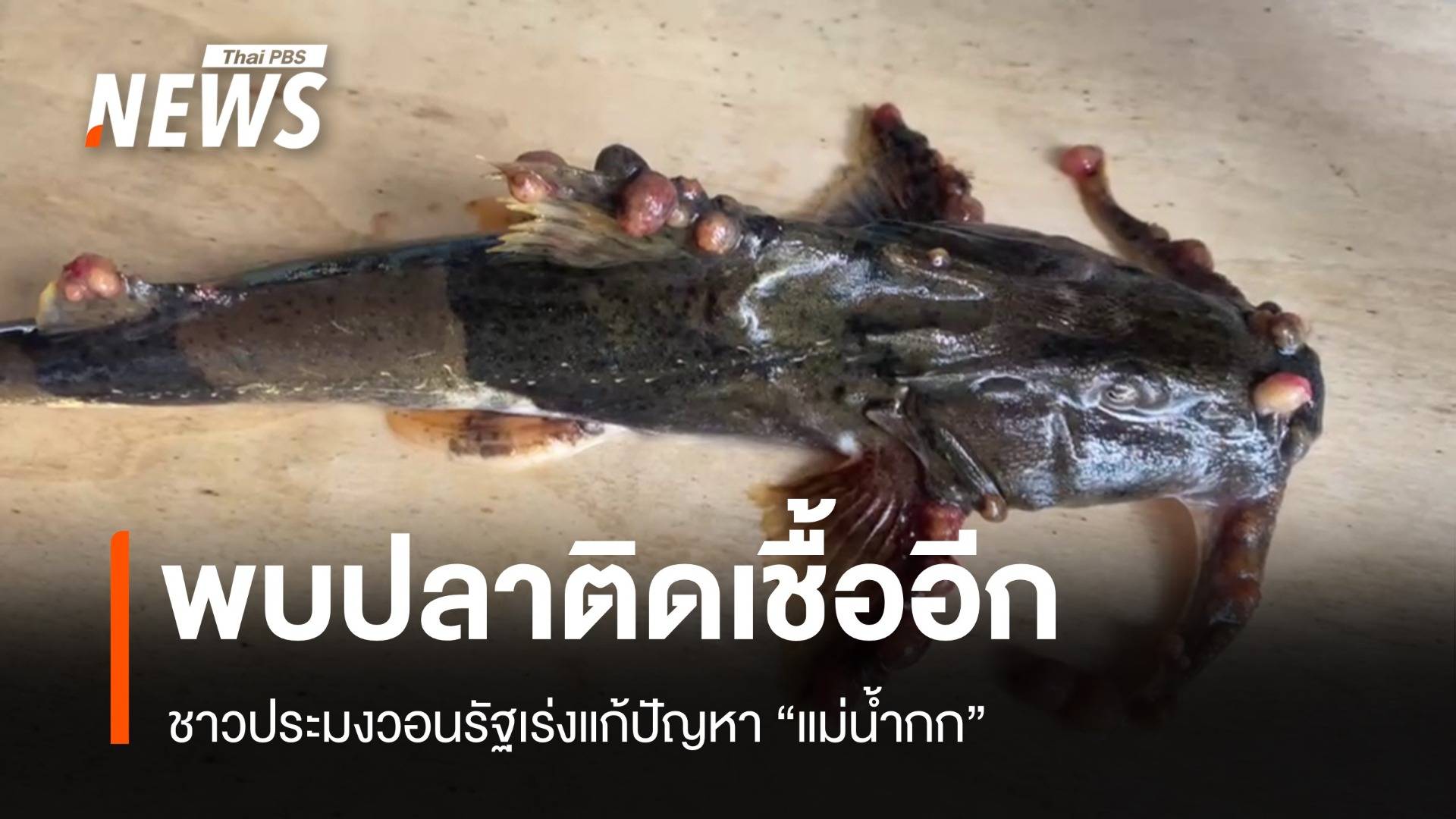 พบปลาติดเชื้ออีก ชาวบ้านเดือดร้อนหนัก วอนรัฐเร่งแก้ปัญหา "น้ำกก"