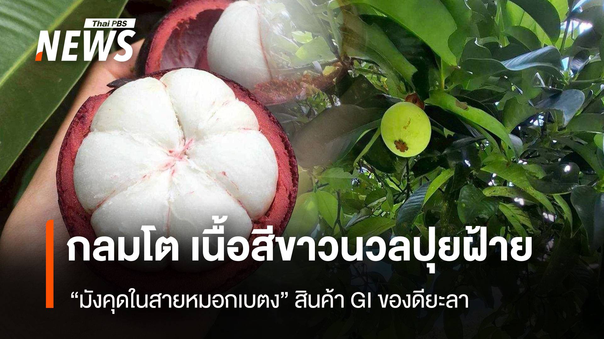 กลมโต เนื้อสีขาวนวลปุยฝ้าย “มังคุดในสายหมอกเบตง” สินค้า GI ของดียะลา