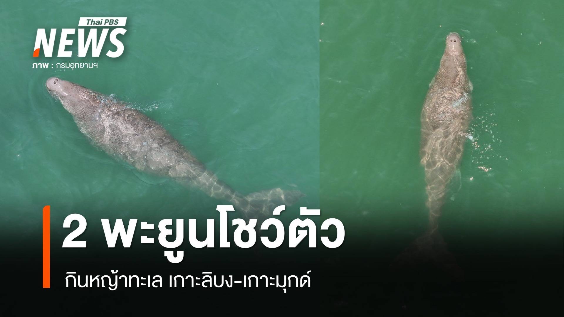 บินโดรนสำรวจ 2 พะยูน โชว์ตัวกินหญ้าทะเลเกาะลิบง-เกาะมุกด์